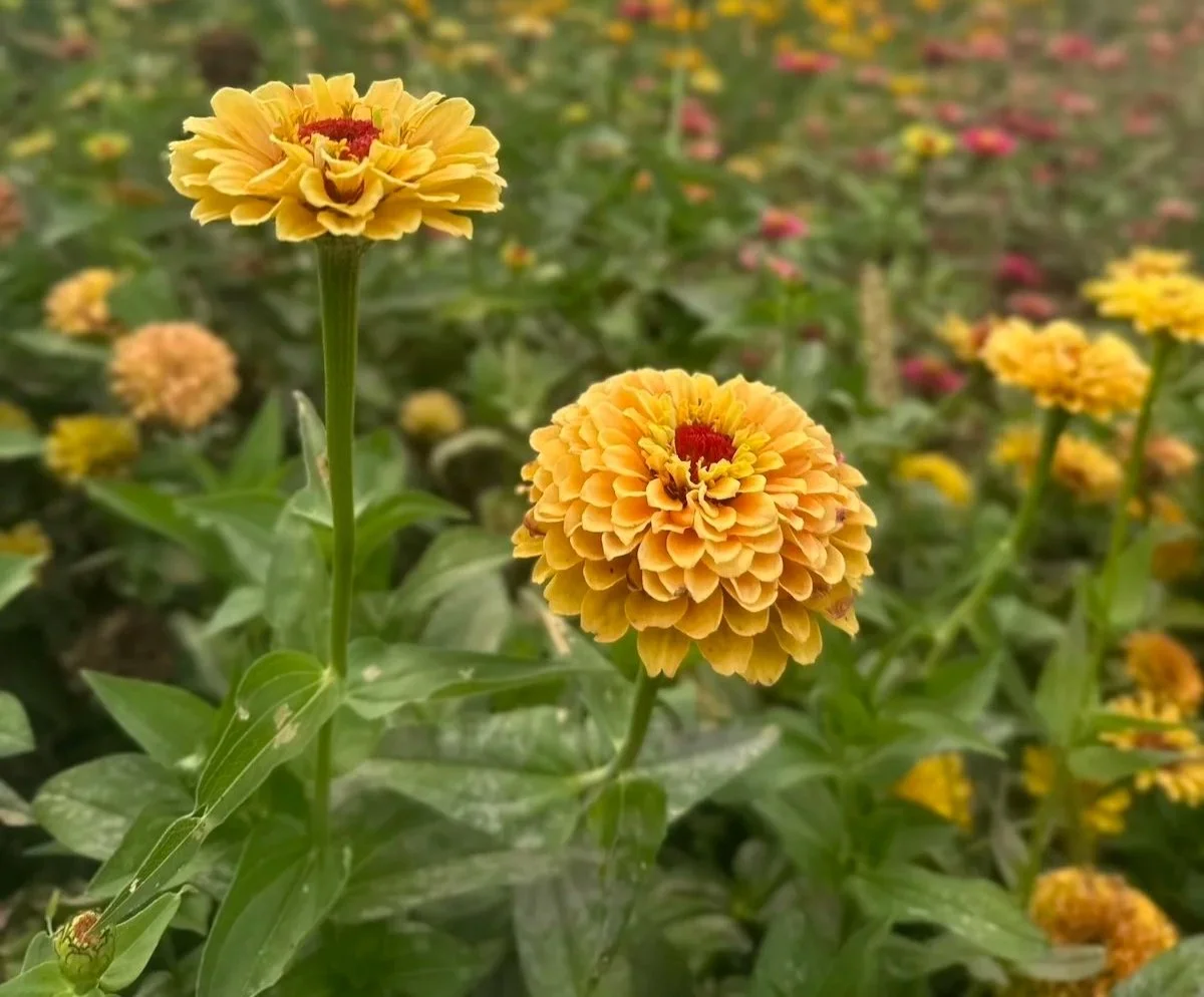 Example of Powdery Mildew on Zinnias