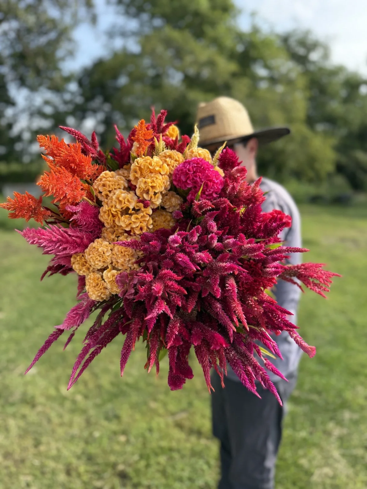 Mix of garden lovers celosia from pepperharrow