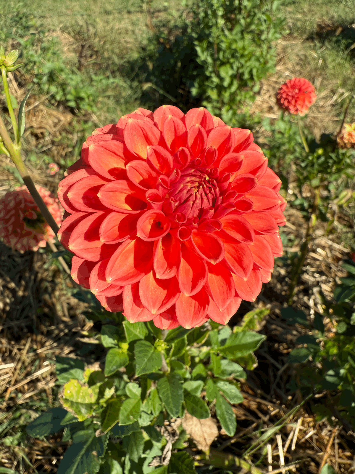 *New Introduction* Atlas Fawkes