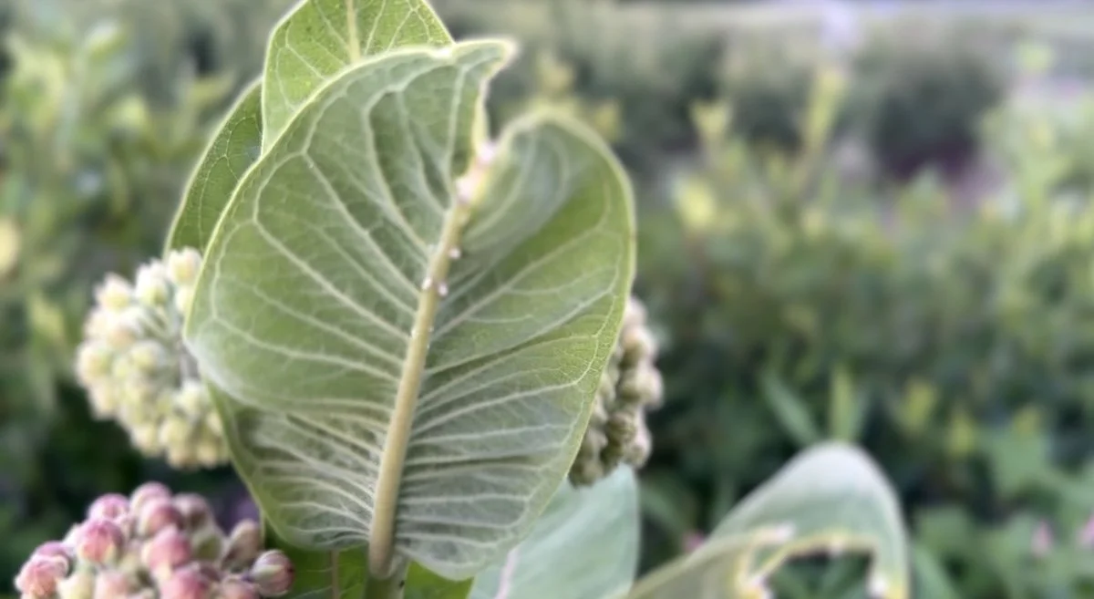 Milkweed monarch.jpg