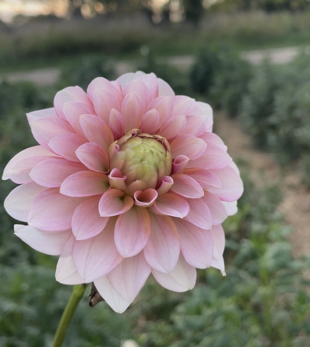 Dive into Blooms Unveiling Our Latest Dahlia Varieties for 2023! — PepperHarrowBoutique Iowa