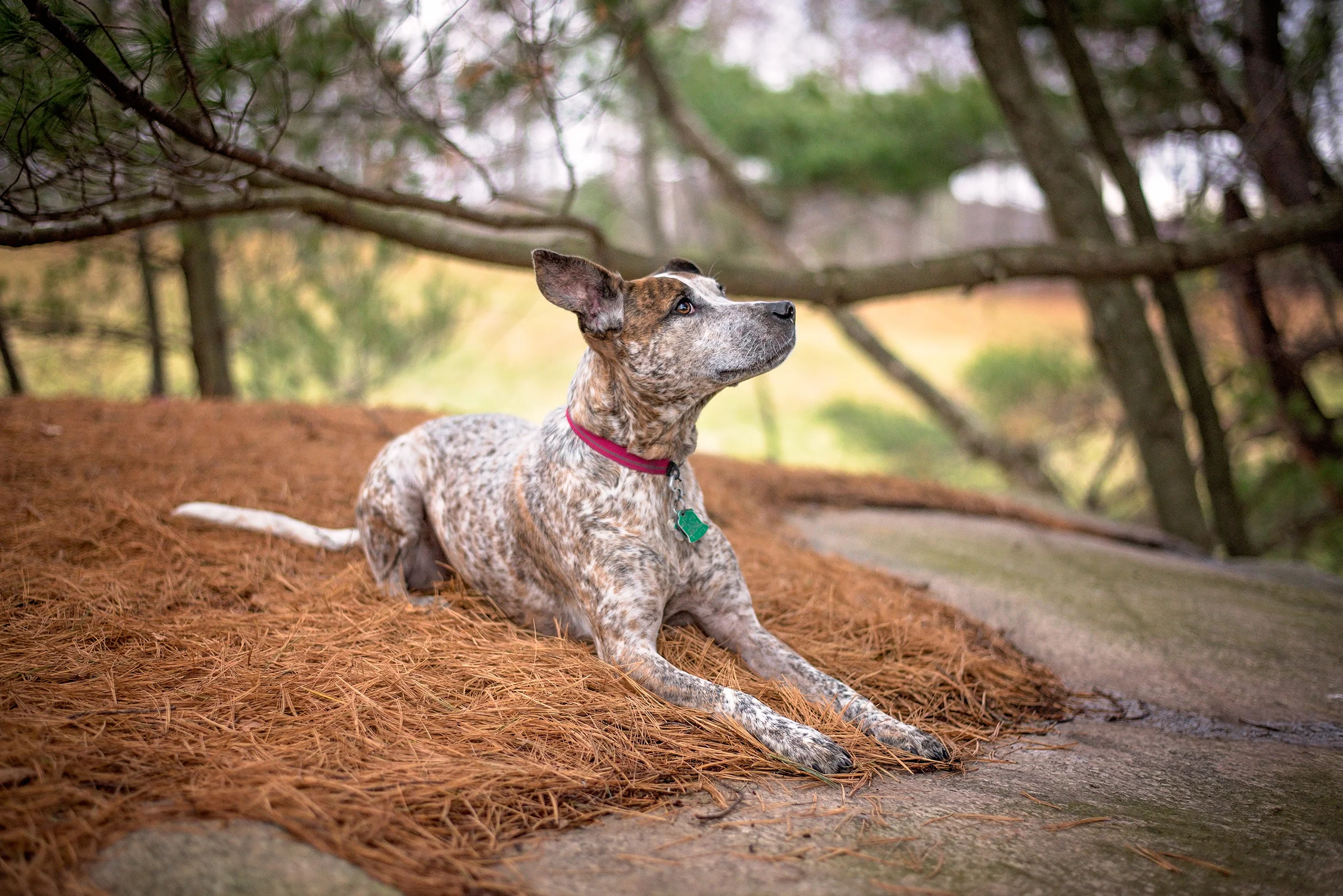 CT-Dog-Photography-12