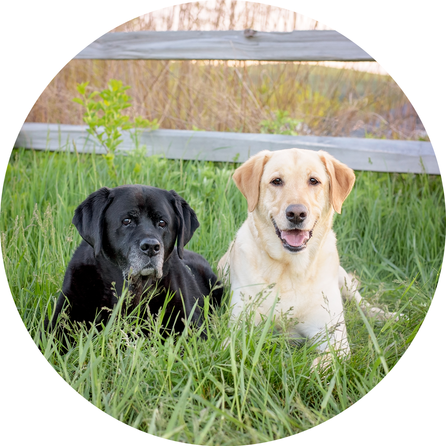 DSC_2482-Edit-NEW 2018 2 CIRCLE SMALL.png