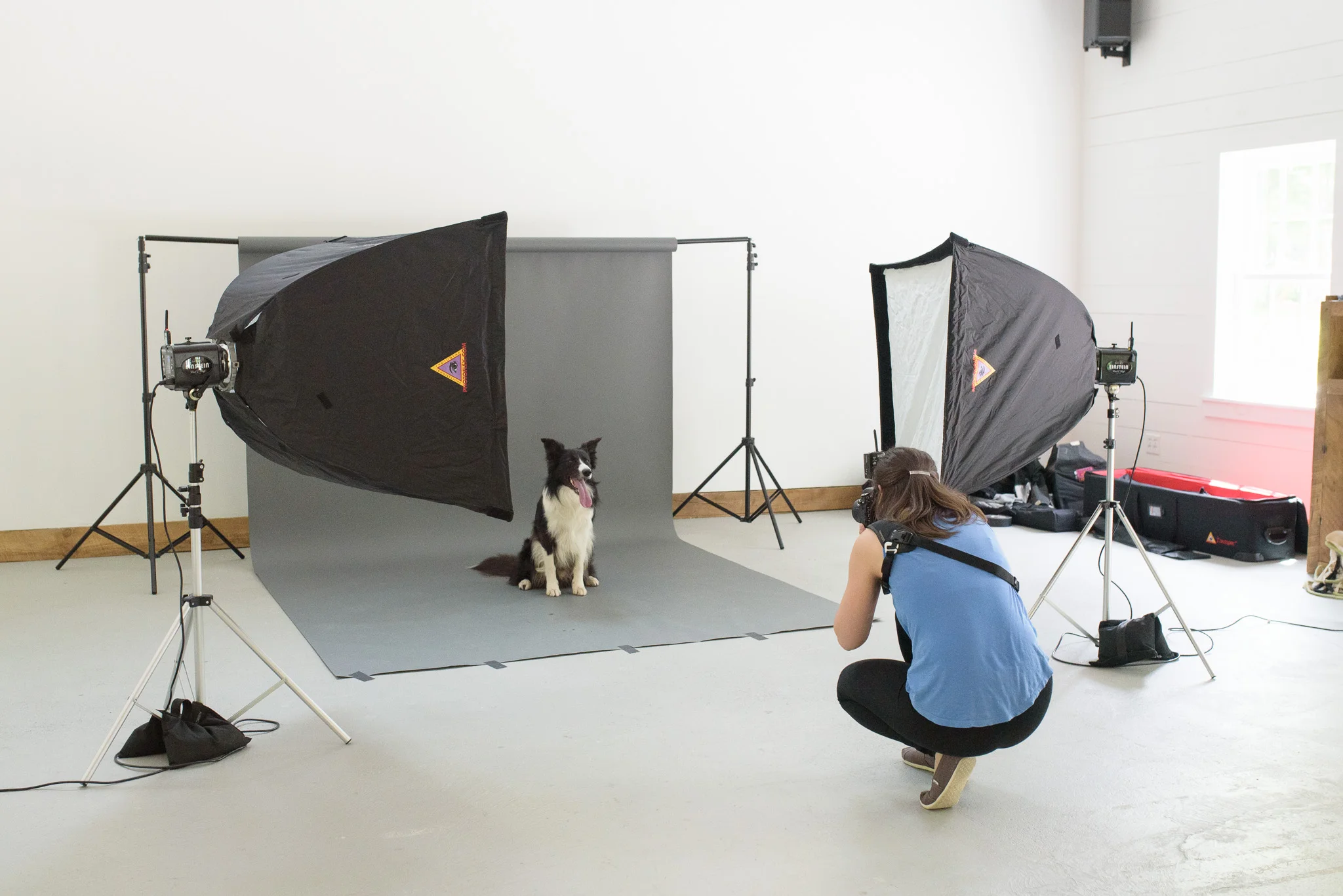 Now Booking! Studio Dog Photography Sessions!