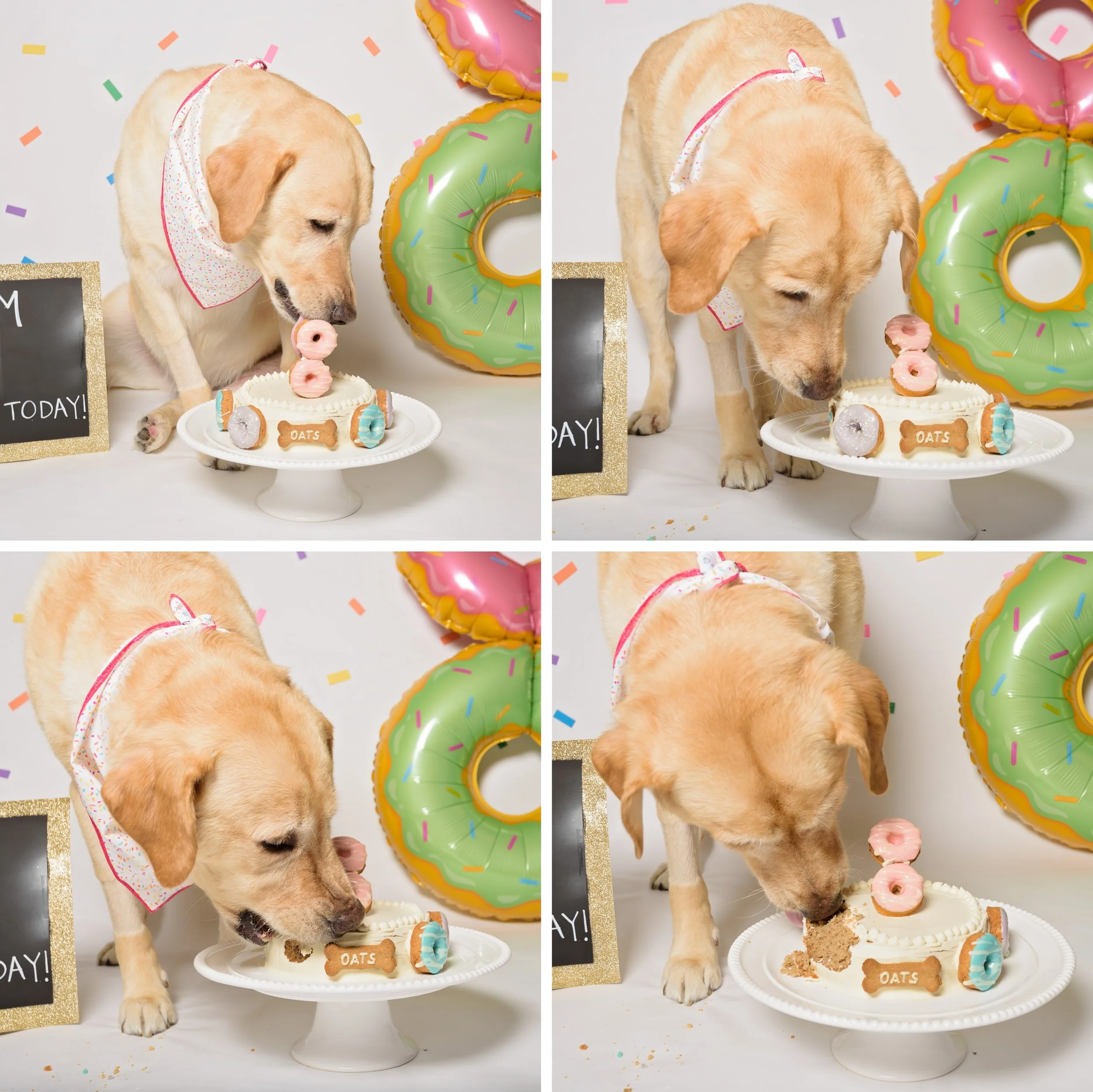 donut dog bowl