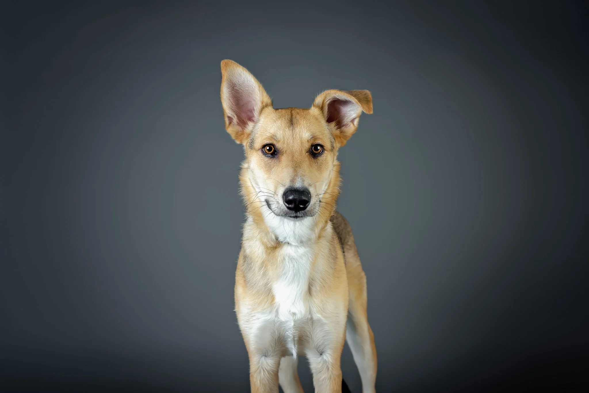 Upcoming Studio Dates!