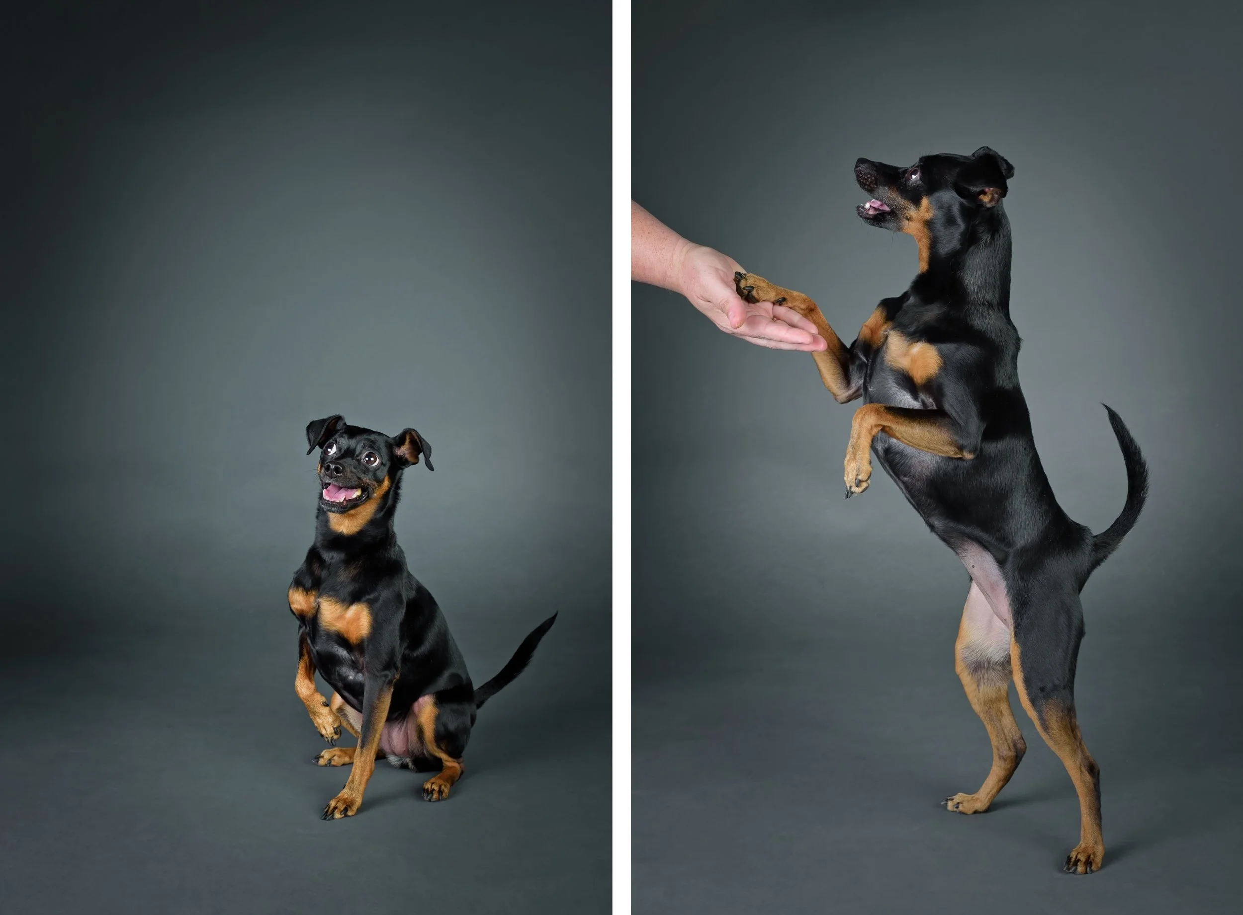 CT Studio Dog Photography.jpg
