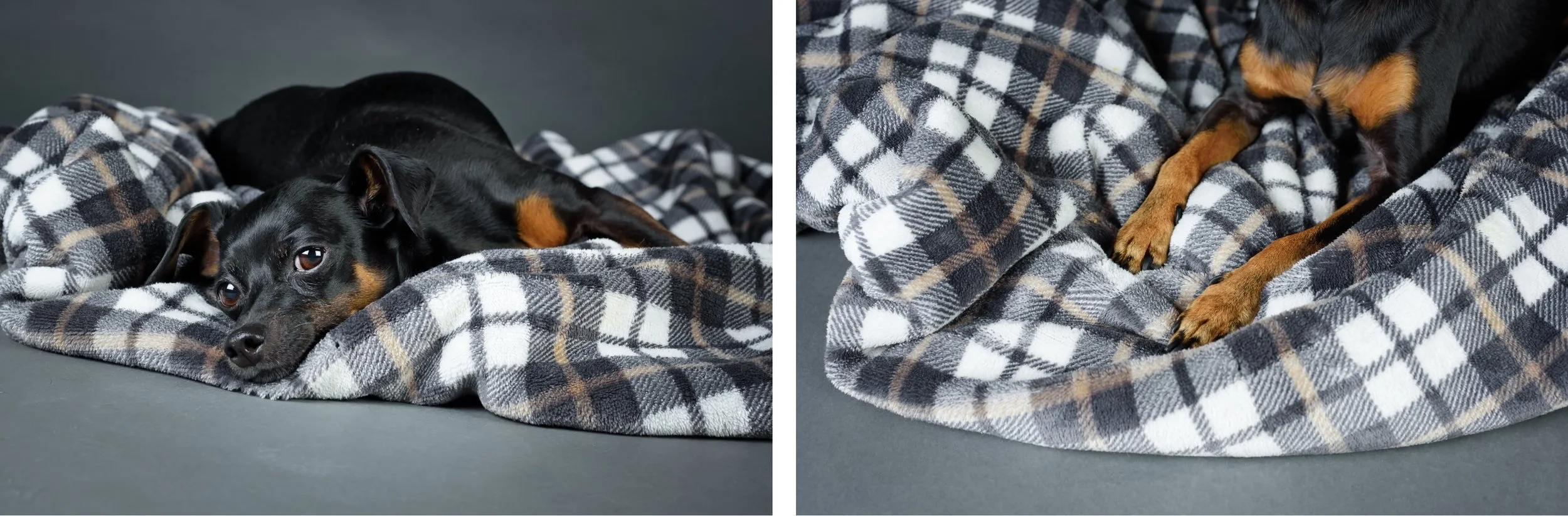 CT Studio Dog Photography.jpg