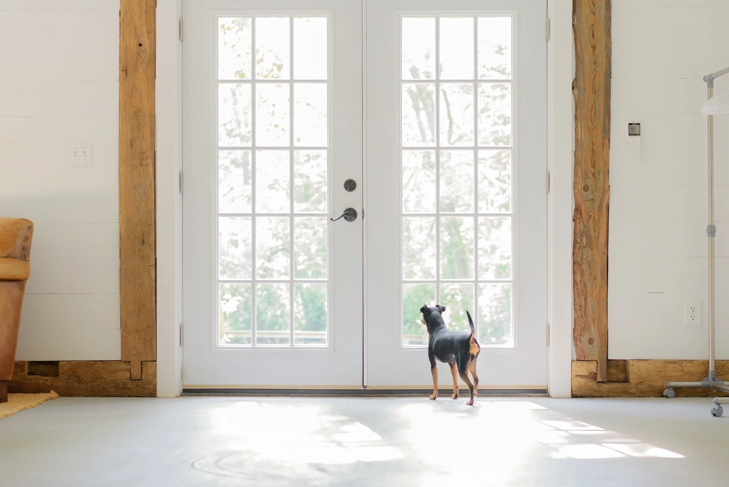 CT Studio Dog Photography.jpg