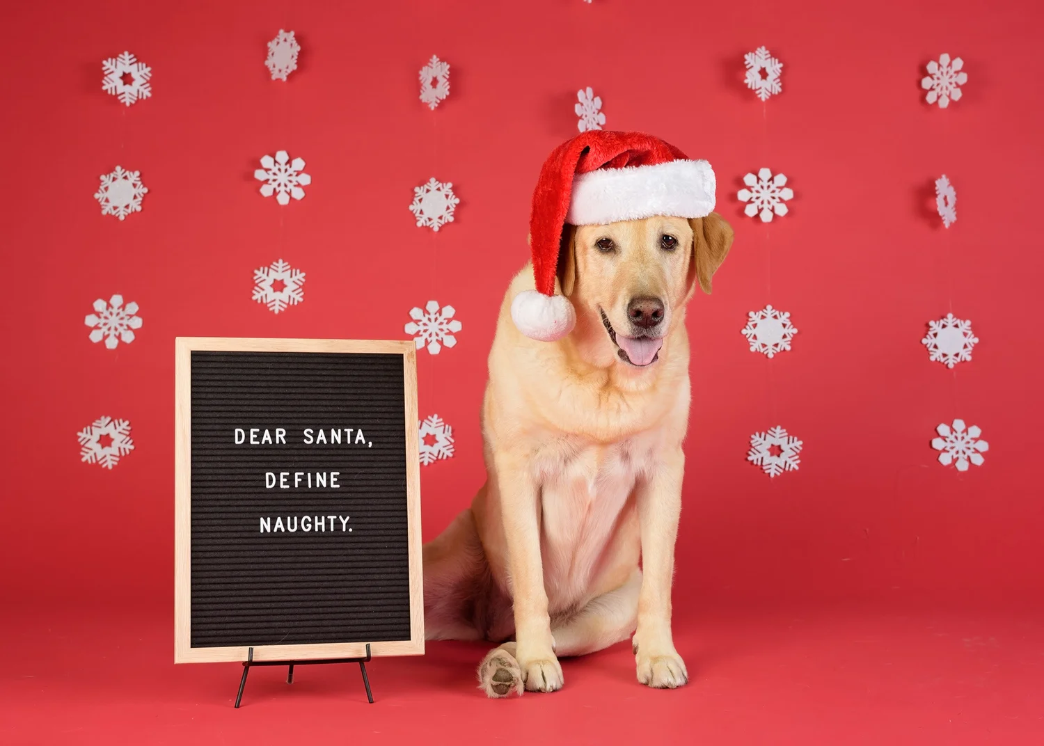Now Booking! Limited Edition Holiday Sessions! — With Love & Oats ...