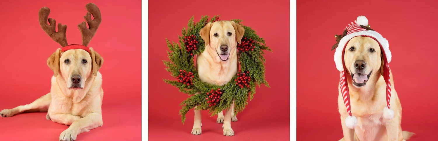 Now Booking! Limited Edition Holiday Sessions! — With Love & Oats ...