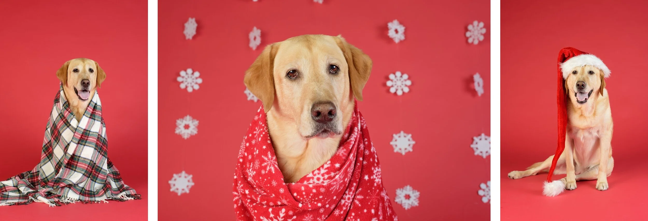 Now Booking! Limited Edition Holiday Sessions! — With Love & Oats ...