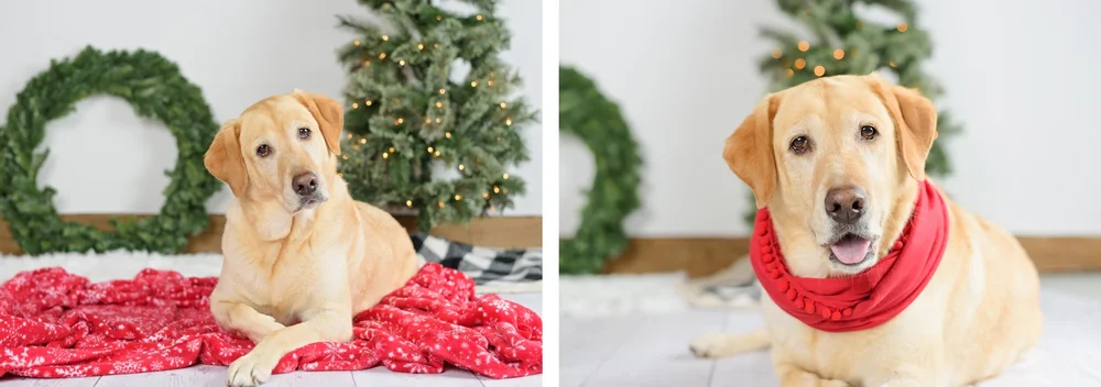 Now Booking! Limited Edition Holiday Sessions! — With Love & Oats ...