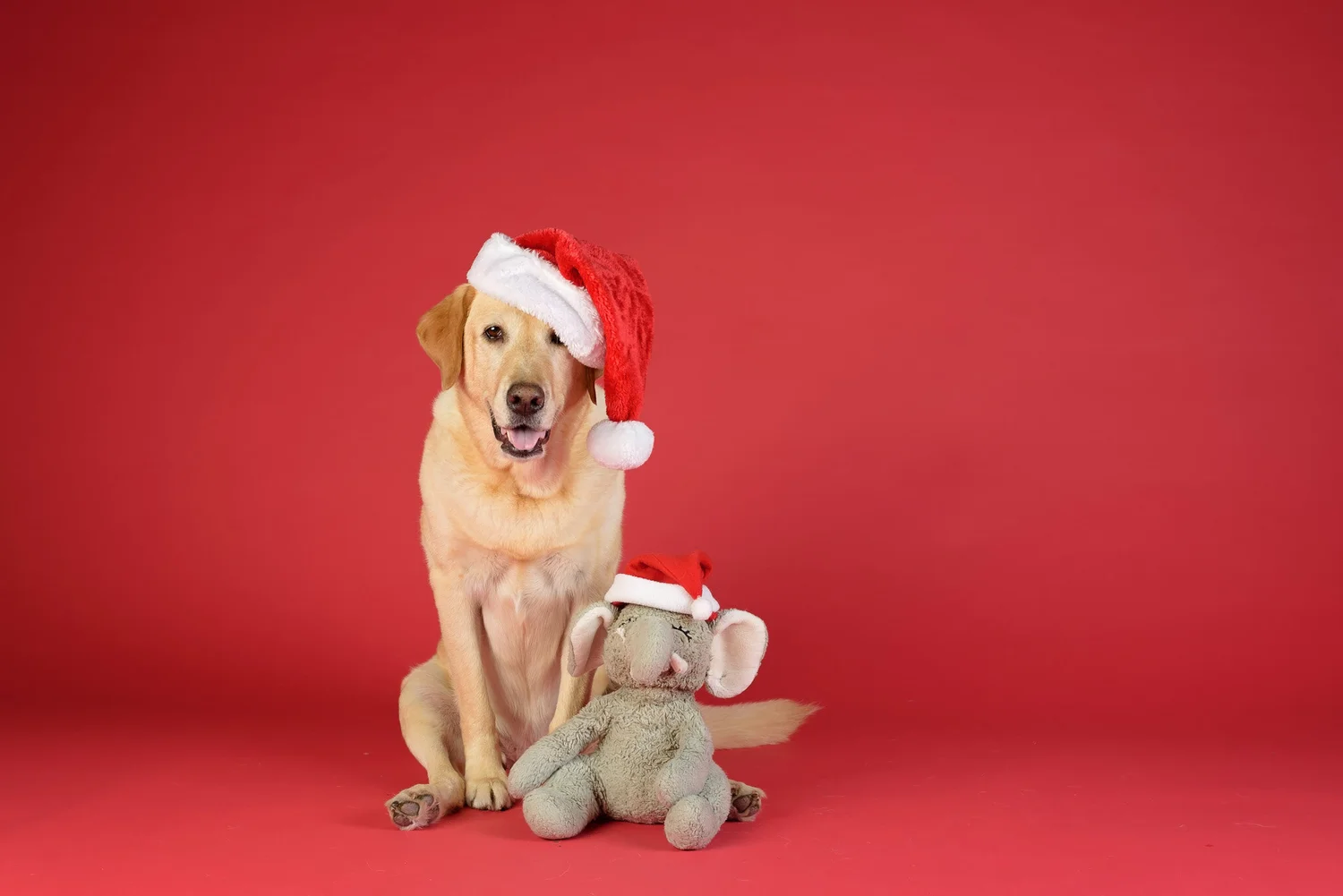 Now Booking! Limited Edition Holiday Sessions! — With Love & Oats ...