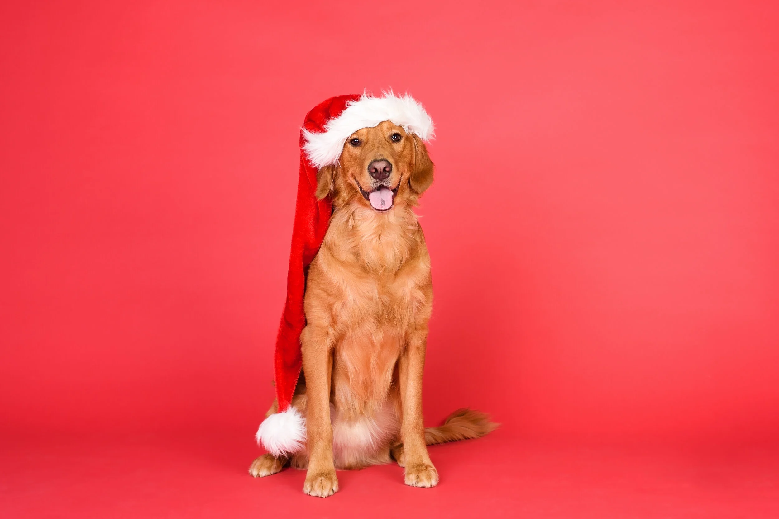 Holiday Studio Session Photos are HERE!