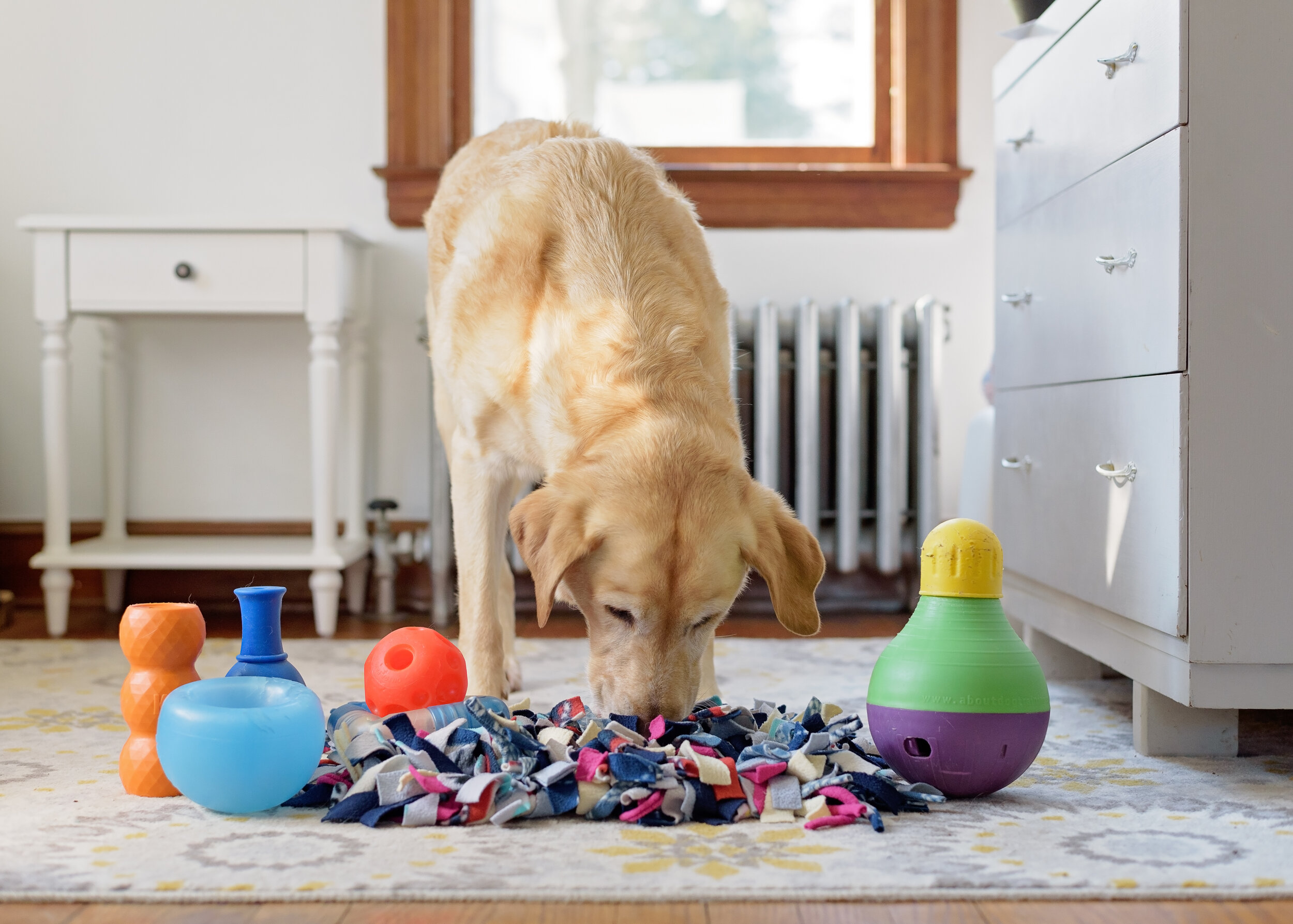 Ditch the Bowl: Interactive Dog Feeding — With Love & Oats | Connecticut Dog Photography