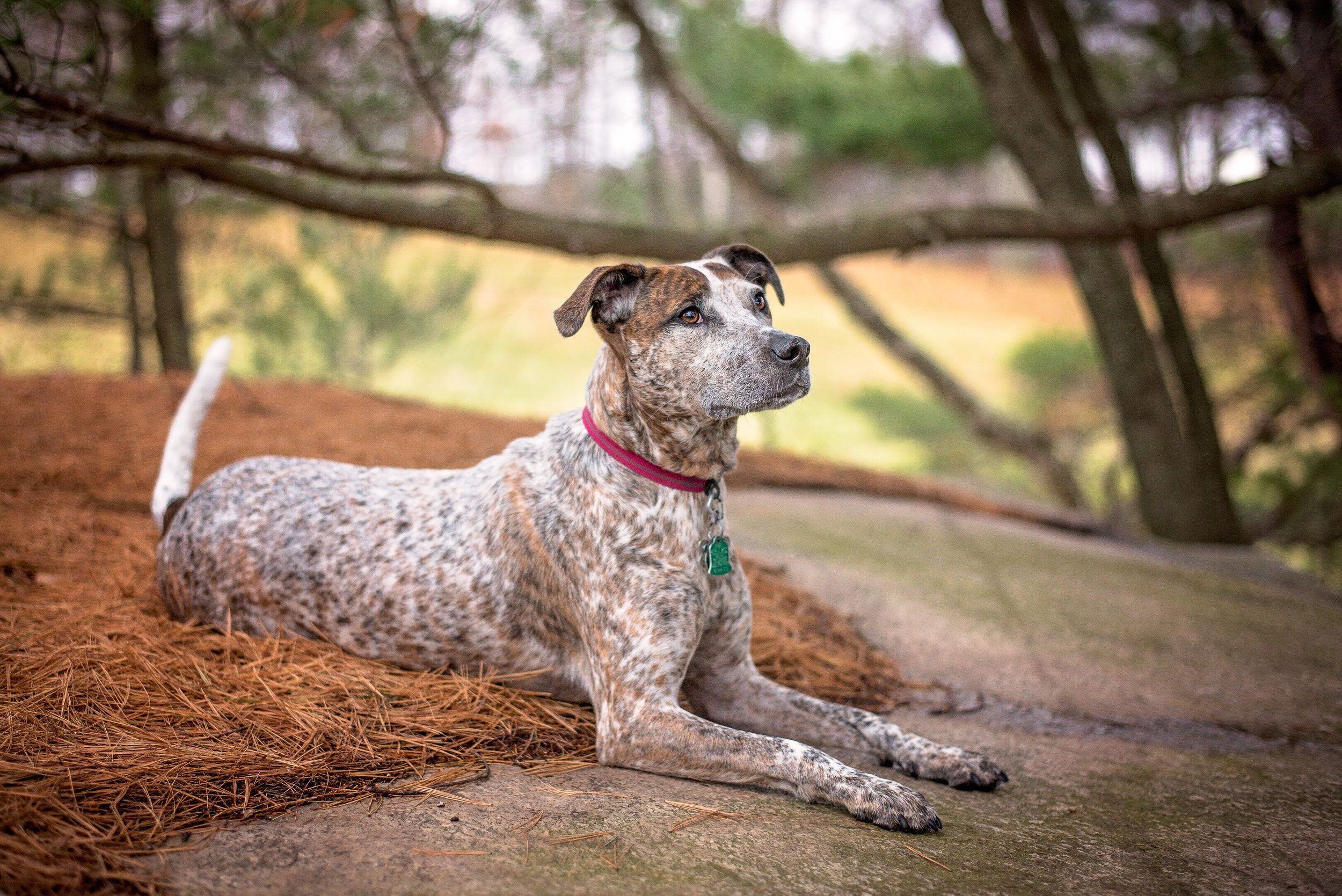 Portfolio — With Love & Oats Connecticut Dog Photography