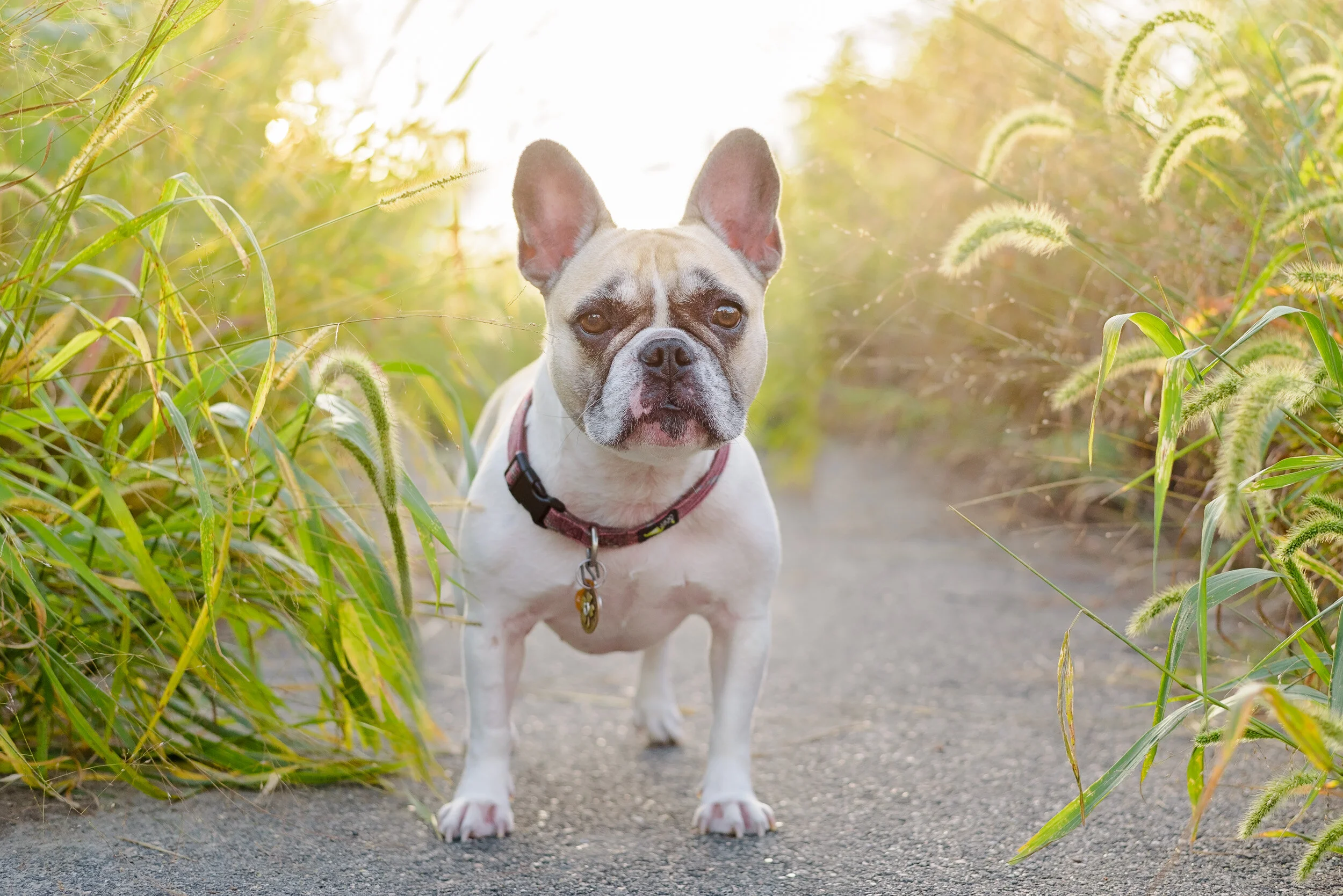 Connecticut Dog Photography-44.jpg