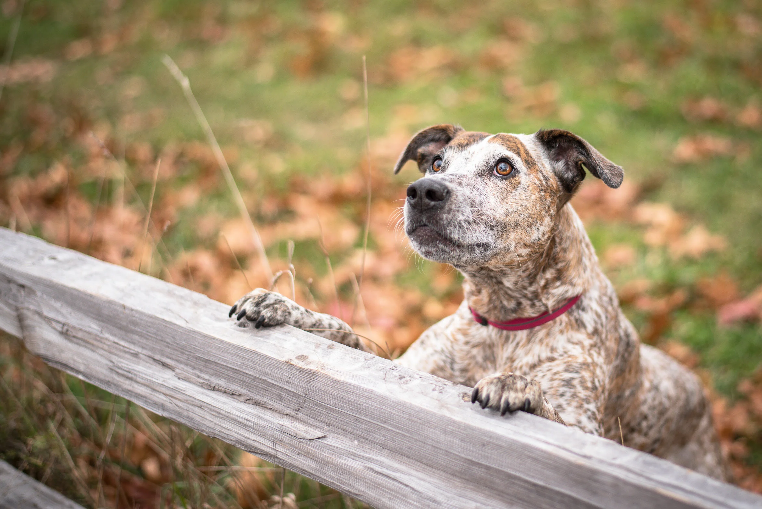 Connecticut Dog Photography-57.jpg