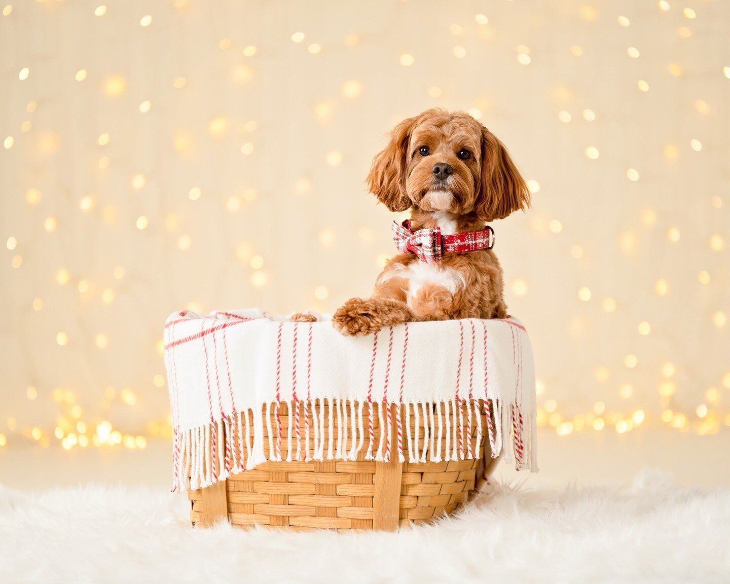 When one of my best college friends got a new puppy, I obviously immediately fell in love with him. And then when he turned out to be an amazing photography model, I basically died of cuteness overload. It took us a bit to get him comfy in that baske