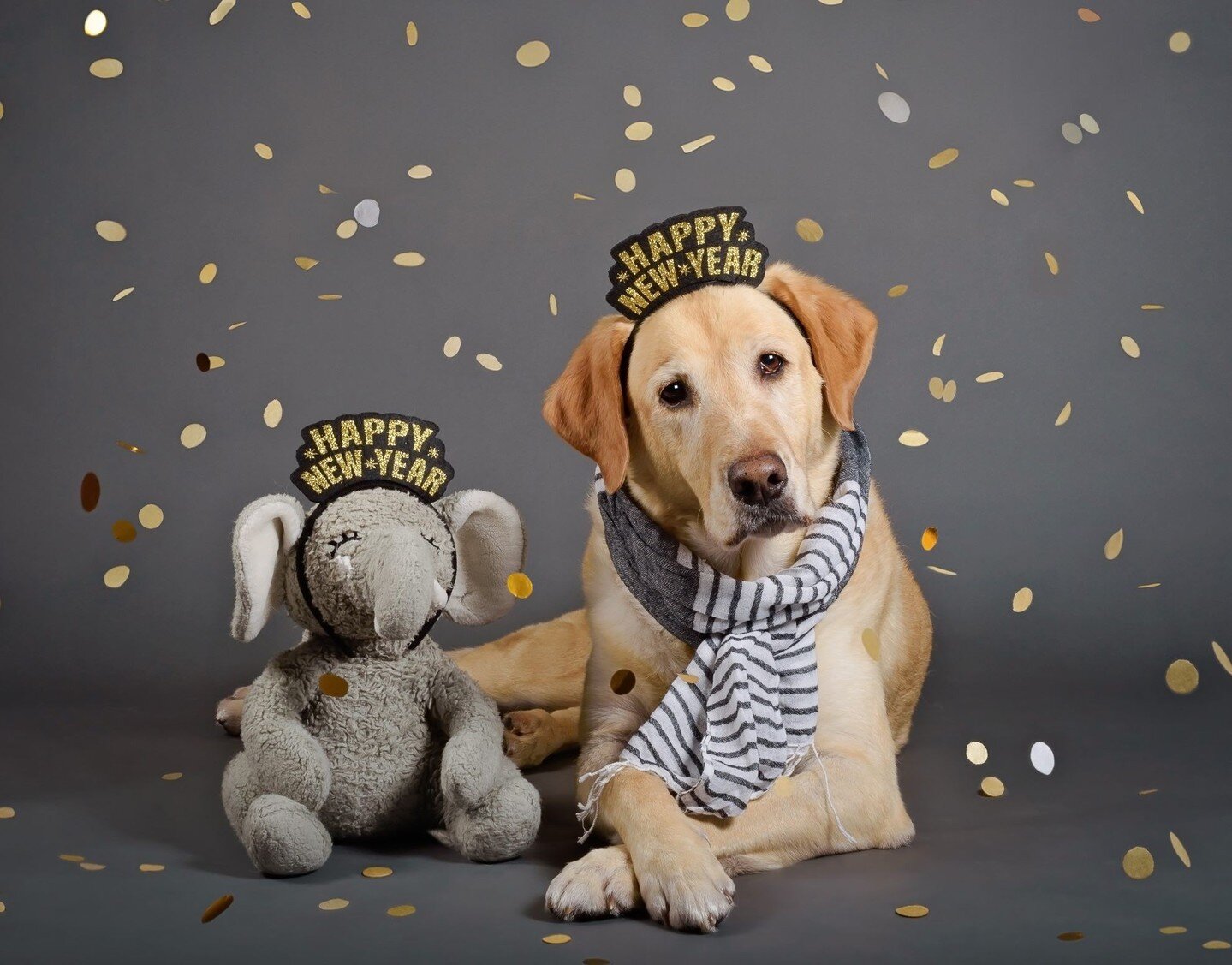 HAPPY NEW YEAR 2024! Excited for another year of building the With Love &amp; Oats dog community and the Lens &amp; Light photography community. Nothing brings me more joy 💛⁠
⁠
This is one of my favorite New Year's photos of Oats. Her memory will co
