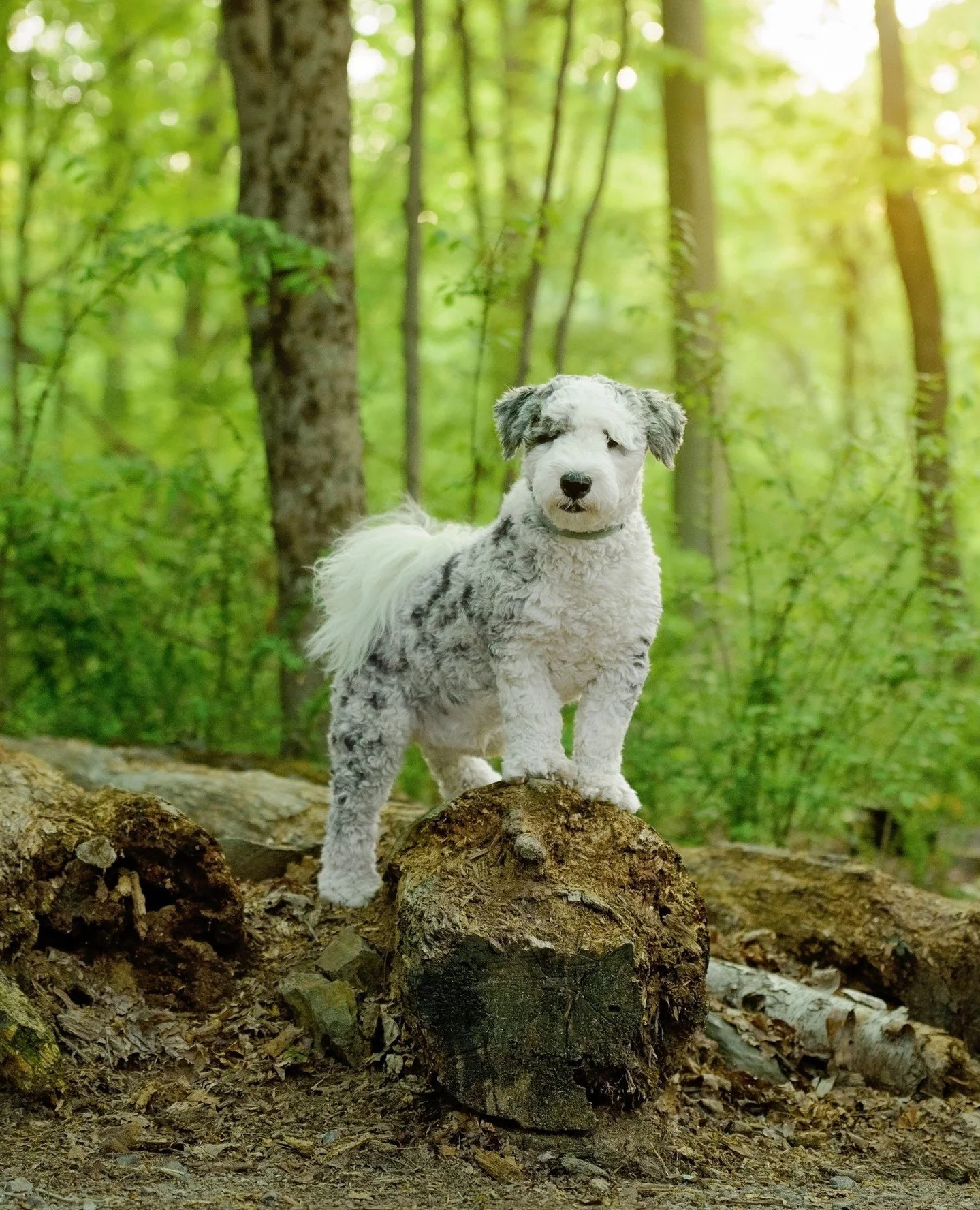LOGAN | Posing like it&rsquo;s a National Geographic cover.