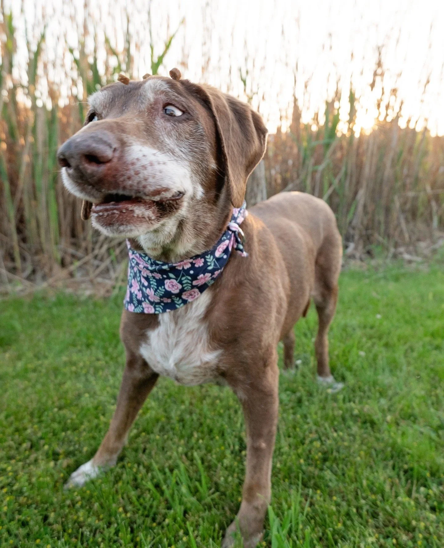 MAGGIE | Missed every treat but nailed the assignment: derp photos.⁠
⁠
⁠
#ctdogphotographer #ctpetphotographer #connecticutdogs #dogsofnewengland #dogsofct #dogbloopers