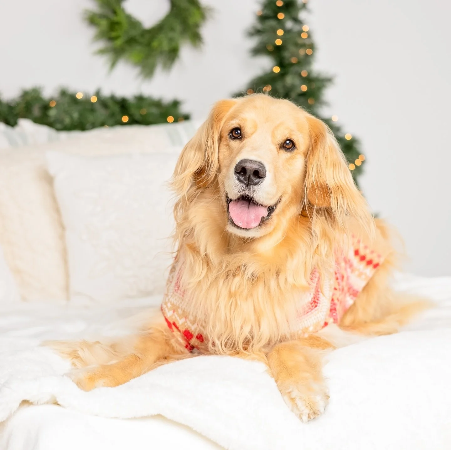 First of many incoming doggy holiday photos! Beautiful Ella and her parents joined me in the studio again this year. Ella is the best model and they are the sweetest family. Also OMG the matching sweaters ❤️ @ellafluffpaws 

Shout out to my amazing t