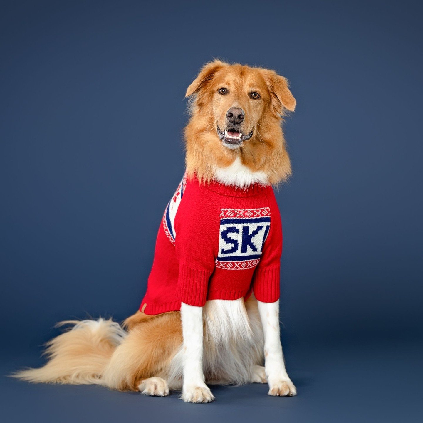My beautiful friend Ainsley and her lovely parents joined me in the studio this year for holiday photos and Ainsley made great use out of my new doggy sweater collection! Love this family so much and it was such a joy photographing them ❤️
