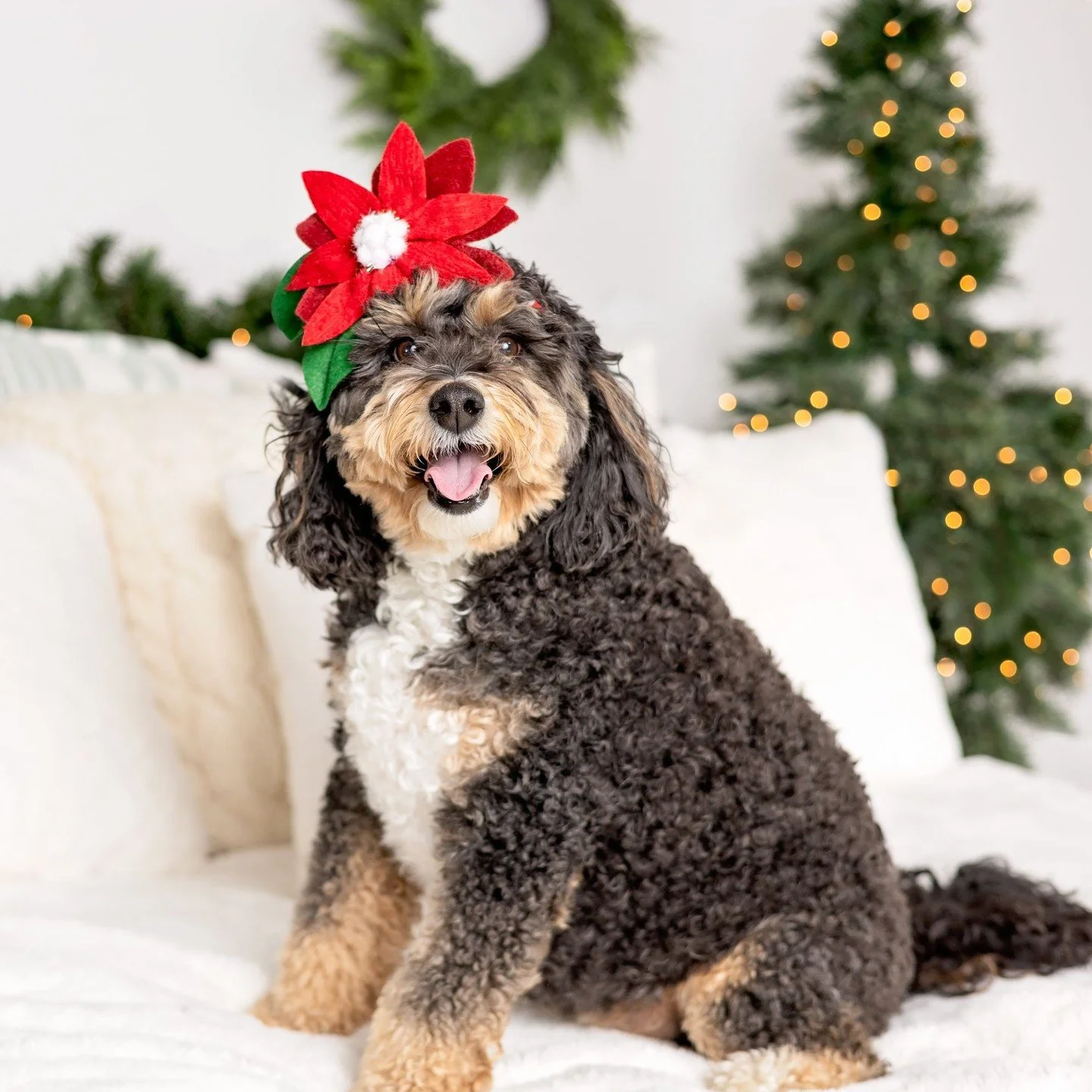 It was sweet Sasha's first studio shoot and she killed it! She sported sweaters and a flower headband and gave us amazing smiles. Her parents joined her for a few family photos for their holiday cards and we all had such a blast with them! 🎅