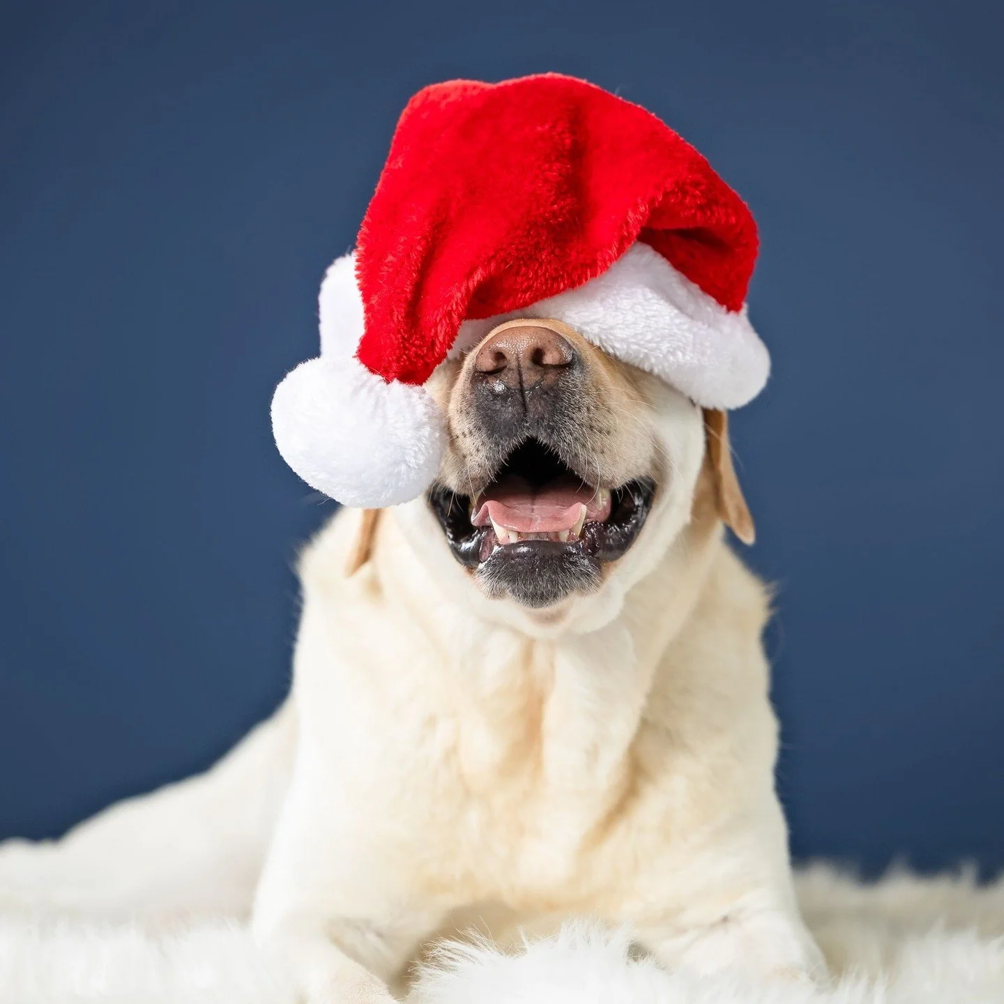 Cooper's mom really wanted to capture a photo of Cooper like my popular Oatsy photo with the Santa hat over her eyes - and I think we nailed it! Copper is such a sweet and happy pup and has been in the studio with me twice this year so he's a total p