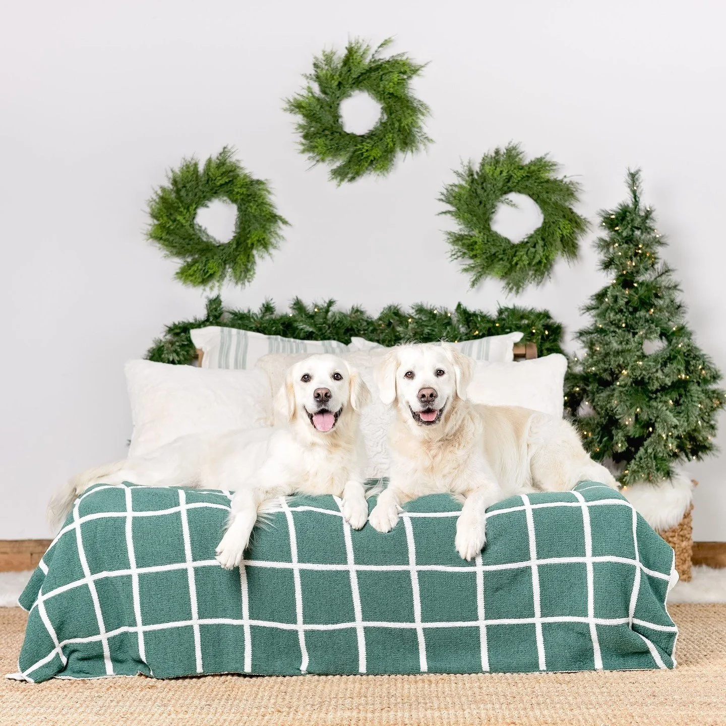 Eddy &amp; Winnie joined me for their first ever studio session this year and these pups were just so majestic! Their white fur was a perfect fit for this year's navy background and I'm obsessed with how they laid perfectly next to each other on the 
