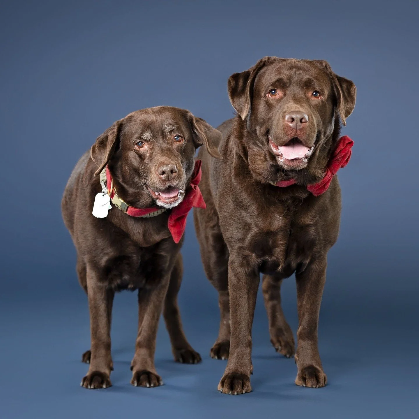 Carrie &amp; Pedey join me in the studio every year with their big energy and lots of kisses and cuddles for the team. With the help of lots of treats 😂 they did an amazing job with their photo shoot and even posed with their dad for a photo! Love t
