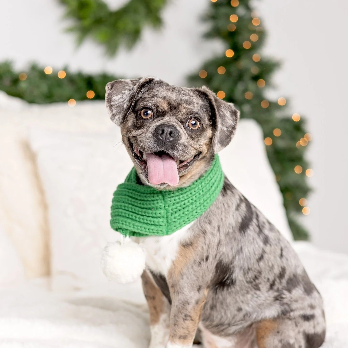 Mila was a dream pup to work with! So sweet, posed so nicely for us and rocked the scarf collection. It was so lovely to have her and her mom join us for holiday photos this year and I can't wait to work with them again.