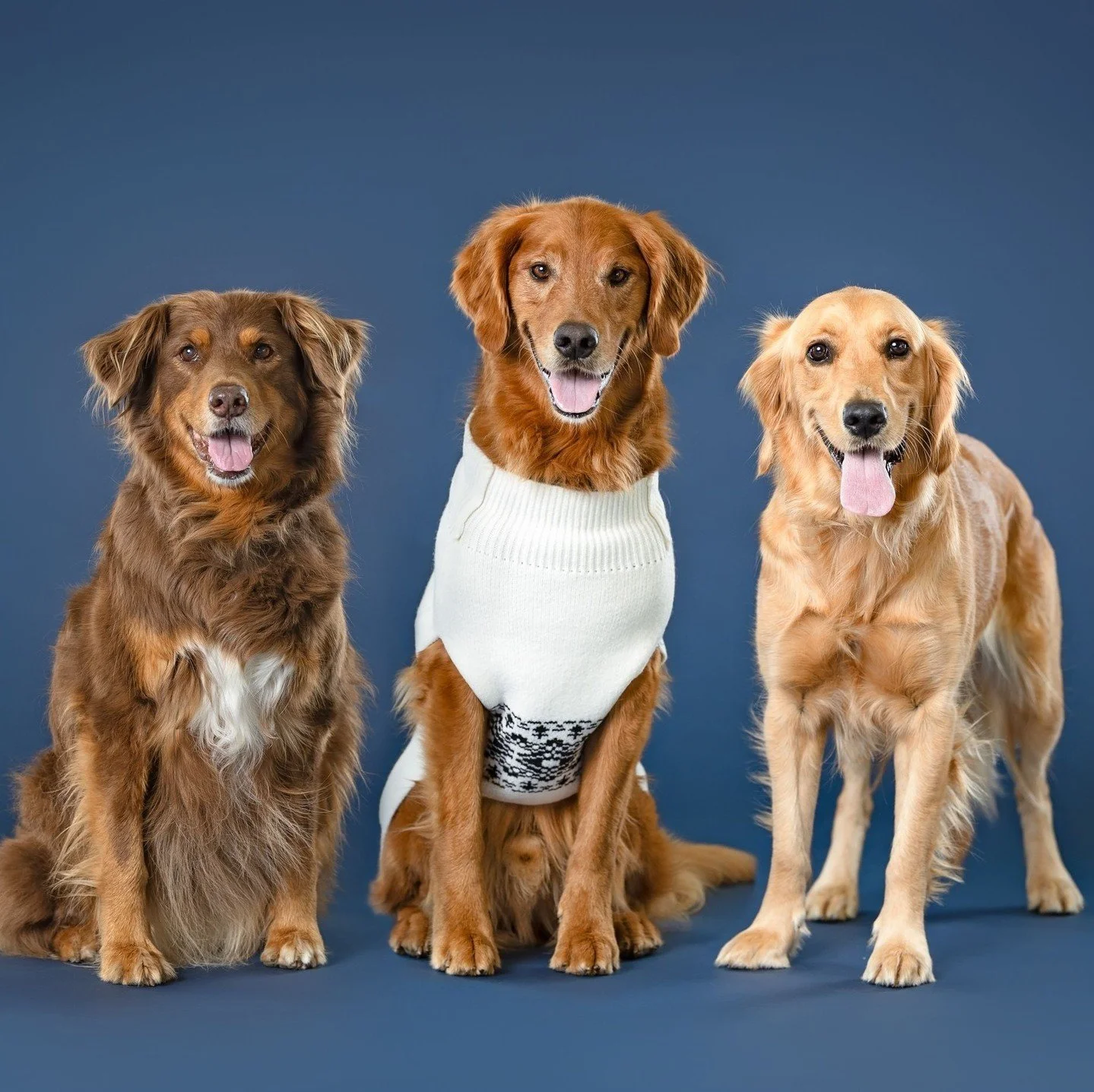 Reese, Enzo &amp; Quinn are such absolute loves. Their family joins me every year in the studio and they are some of my favorite models! They're such beautiful and sweet pups.⁠
⁠
Since it's often easier (and less stressful for the dogs) in a short se
