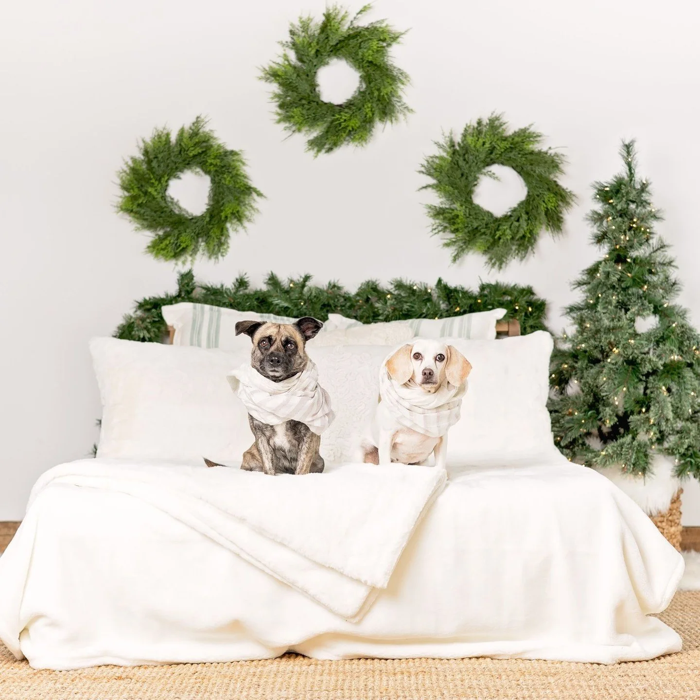 Lemon &amp; Zara have joined me several times in the studio and they are both so sweet and lovely to work with! Lemon absolutely loves the camera and I'm convinced she could model all day long and with any props we give her. She looked adorable in he