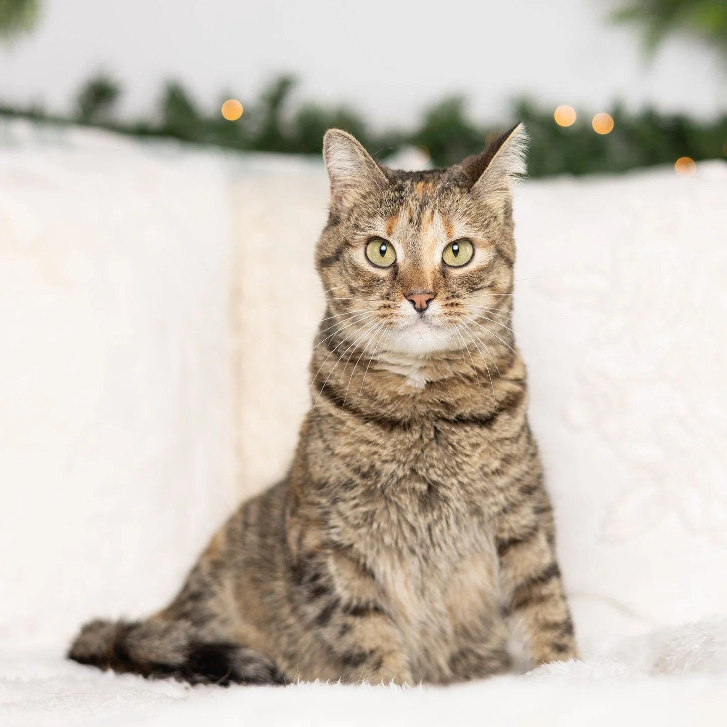 It's always so much fun to have a cat join us in the studio! Olive, her sister Hazel, her brother Ham and their lovely mom join us every year for some beautiful family holiday photos. We have to use some interesting tricks to get those greyhound ears