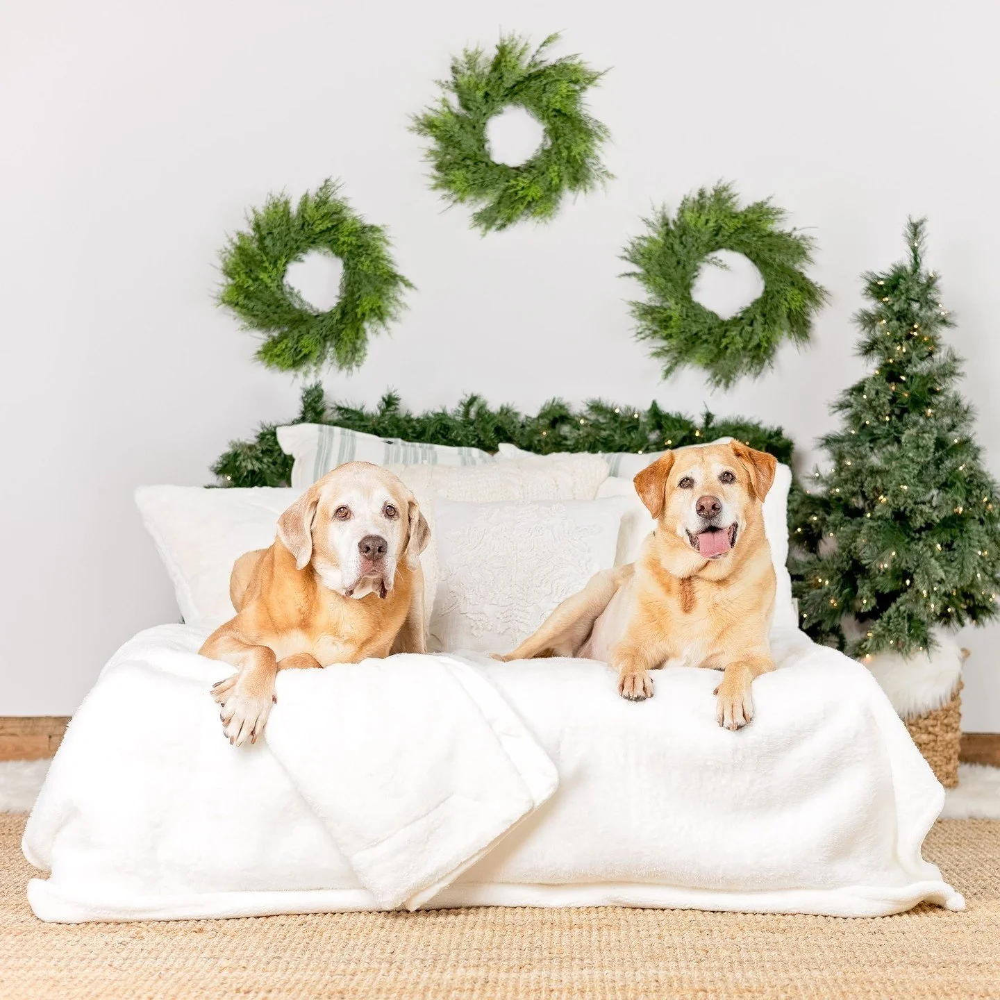 Max &amp; Mack are two adorable labs that I've worked with many times and always love having in the studio! Their dad is a dog trainer so they're great listeners and are just so sweet.