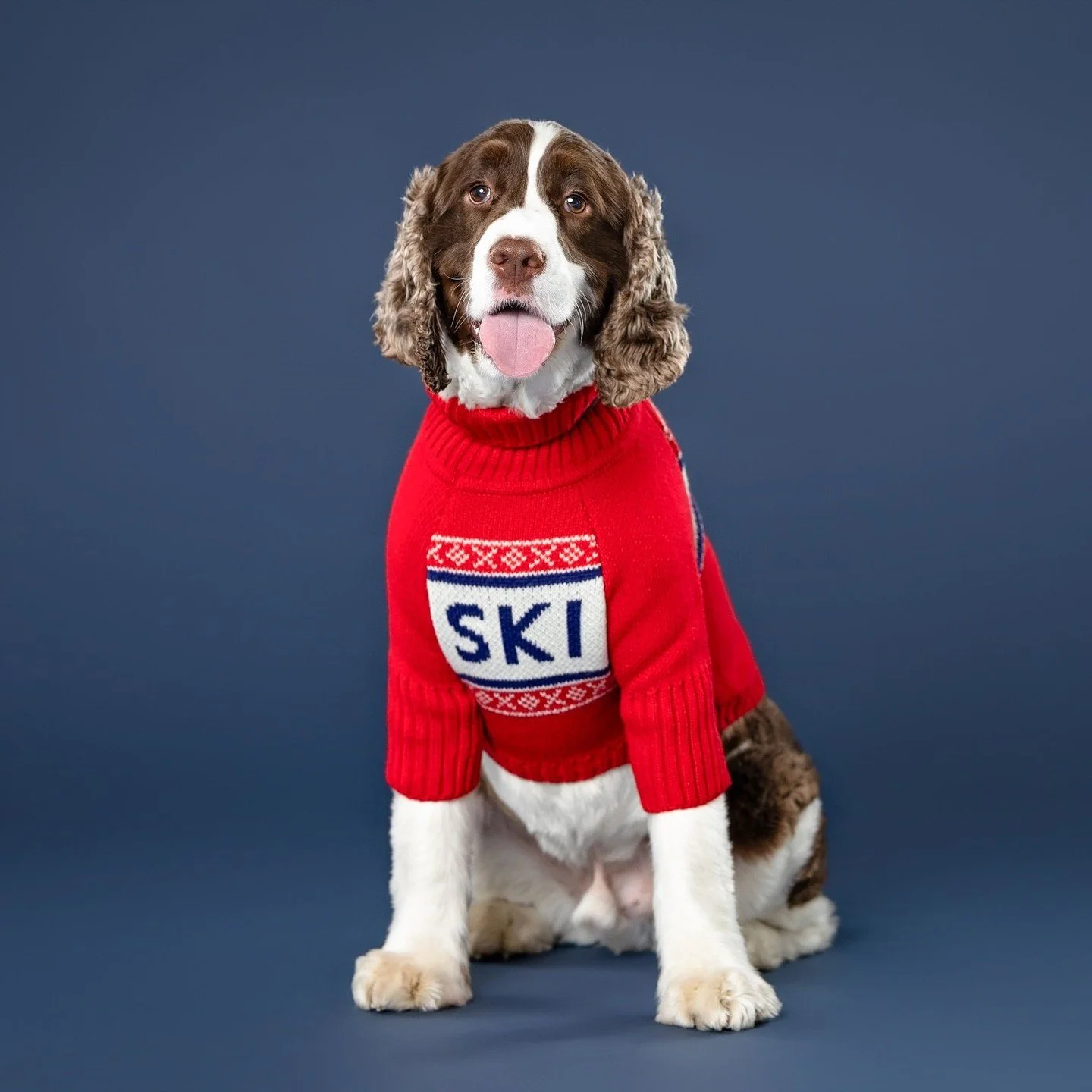 RUDDER!! Had to save my best doggo friend for Christmas morning. Rudder and I have a special bond and I am lucky enough to get to spend a lot of time with this sweet and silly boy. His photo shoot was adorable OF COURSE. Hope you enjoy looking at his