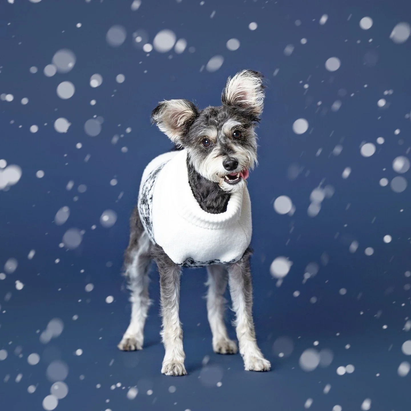 Miss Ruby!! The cutest girl and one of my hiking group friends! She joined me in the studio for the first time and absolutely killed it! Definitely winning the award for the best doggy ears ☺️ 

Hope everyone had a wonderful Christmas yesterday and i