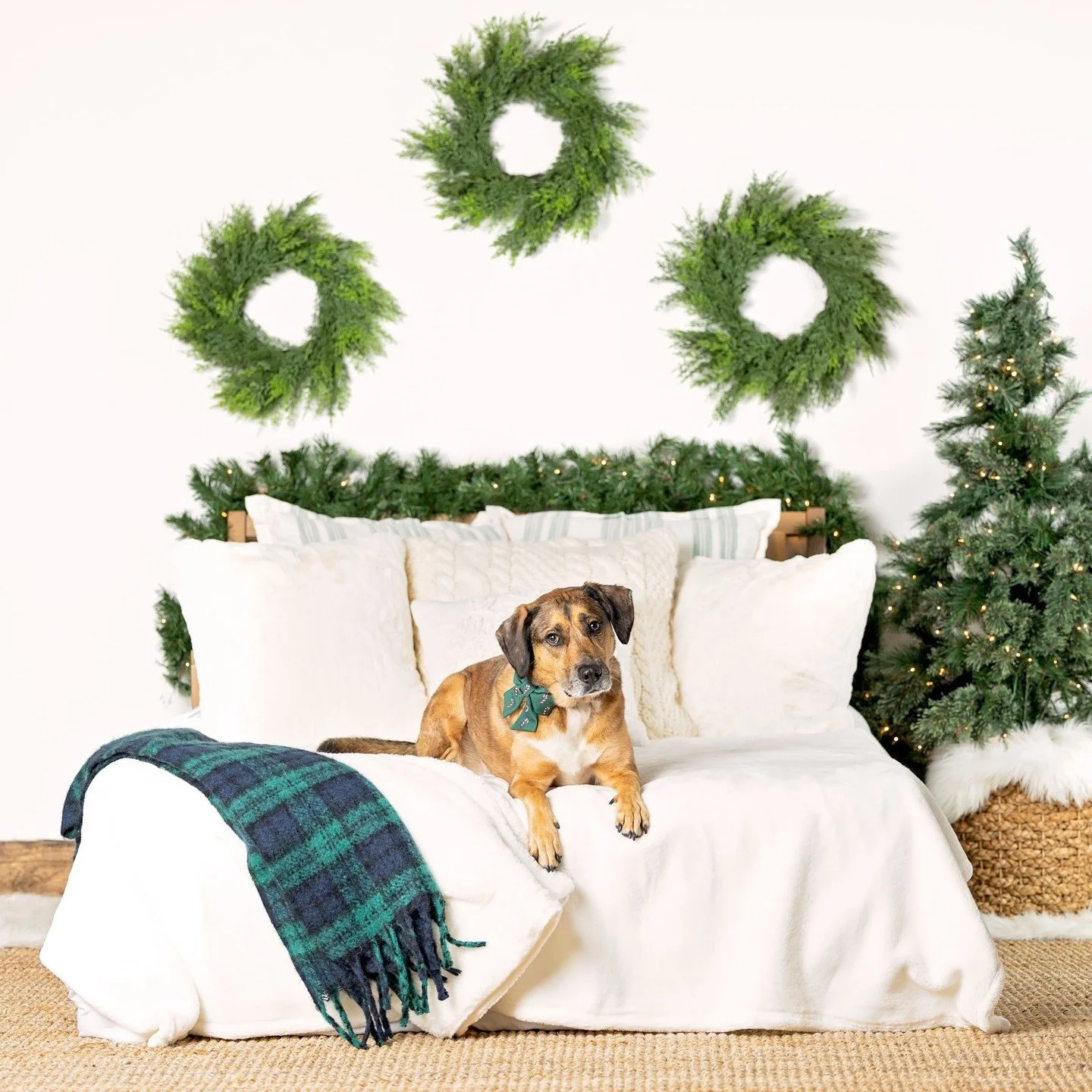 KYA!! The sweetest, softest girl that is always such a love at my dog events. Her and her mom joined me in the studio so I could practice my set ups, and although she was a little nervous with the lights, we were able to get some cute photos of her. 