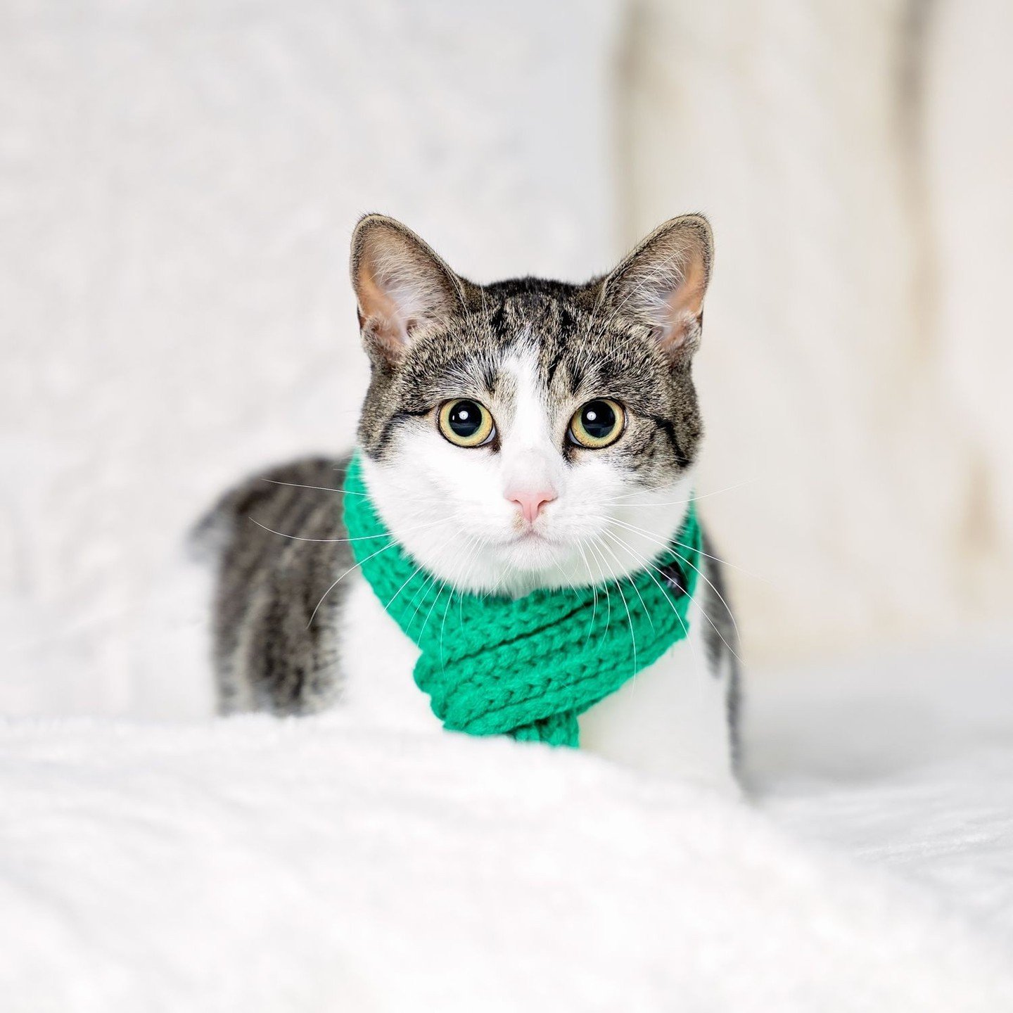 Final holiday post! Featuring my boyfriend's cat, who is also now....my cat?!? Friends, meet Delilah. I guess I have a cat now. We're still working through figuring each other out. She's VERY sassy and has a big personality, and most days she wakes u