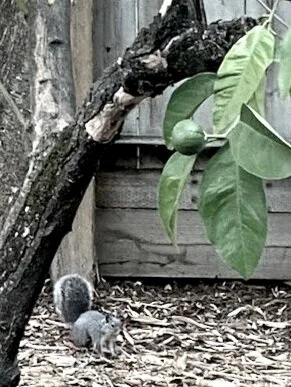 Overzealous tree-trimming or where is Henry?