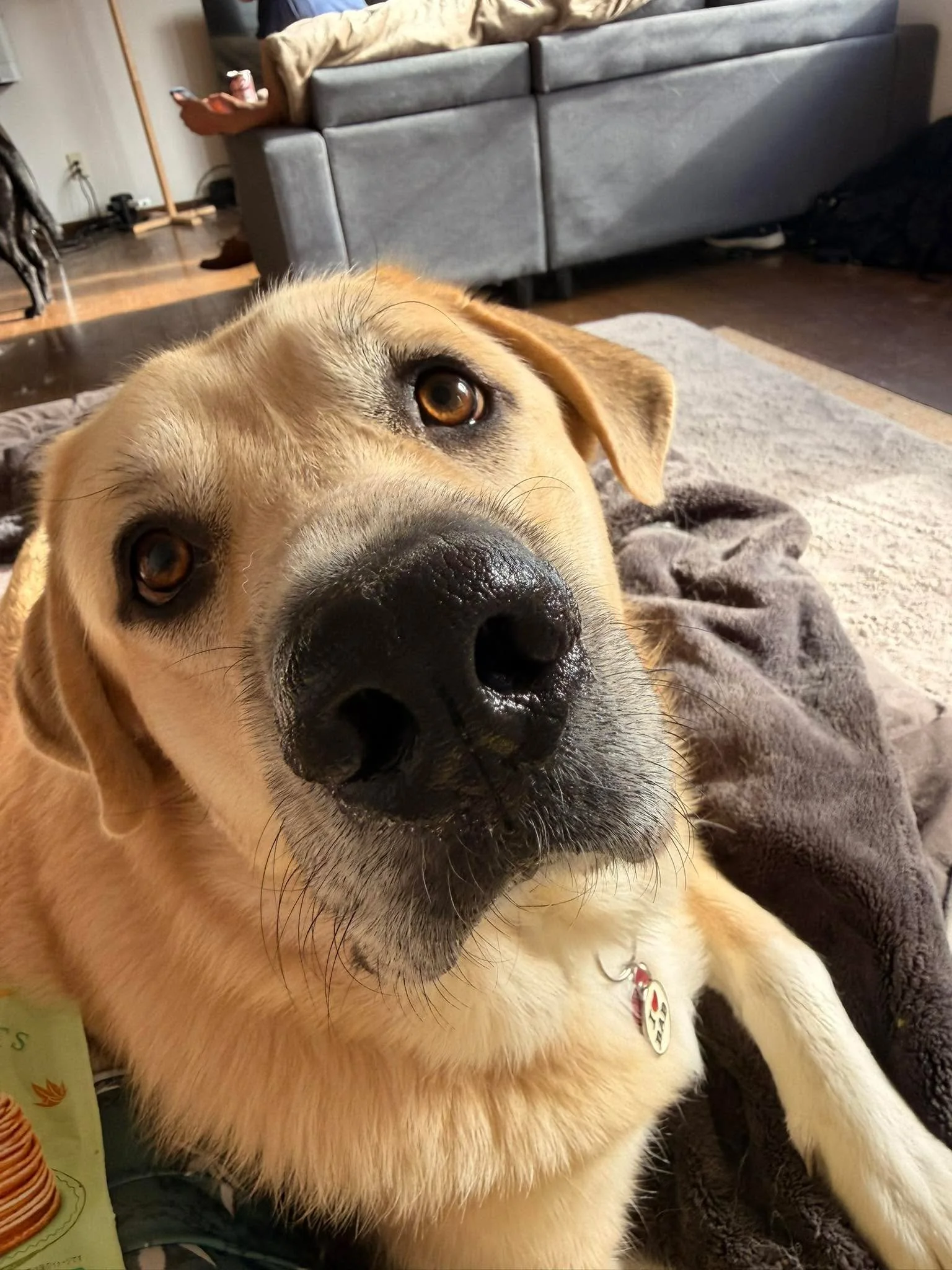 My fianc&eacute; absolutely cannot stand my Great Pyrenees(mix) &mdash; and that is exactly why I&rsquo;m making this announcement 😌🐺

He&rsquo;s not a purebred Great Pyrenees but he is massive, majestic build, thick fluffy double coat, and those s