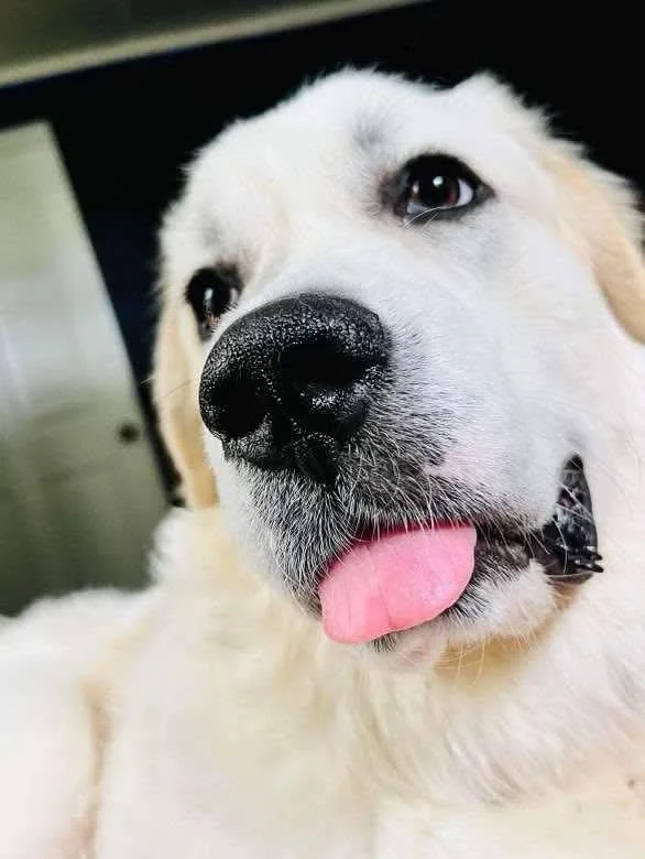 Did you know? 🐾 The Great Pyrenees was once known as the &ldquo;ghost of the mountain.&rdquo; 👻
Their white coats glowed in moonlight, making them appear almost supernatural to travelers in ancient times. 🌙 Legends spread that these glowing figure