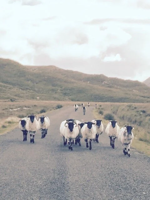 sheep-in-ireland