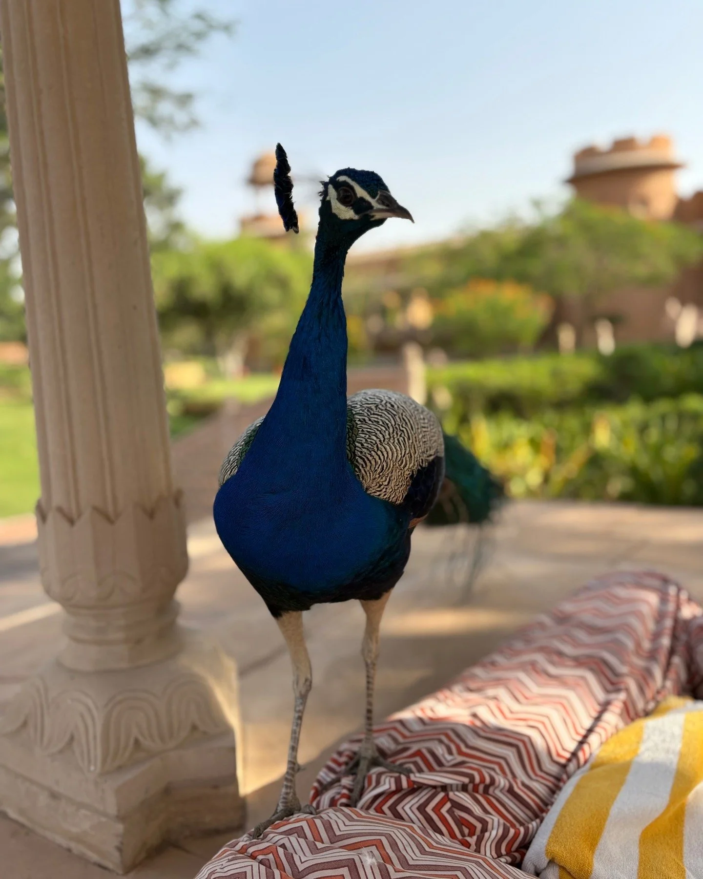 Staying at The Oberoi Raj Vilas with so many peacocks is truly magical 🦚✨
The 32-acre grounds are home to around 100&ndash;150 peacocks that roam freely, posing, strutting and making every moment feel straight out of a fairytale 🏰🌿. #allworldjourn