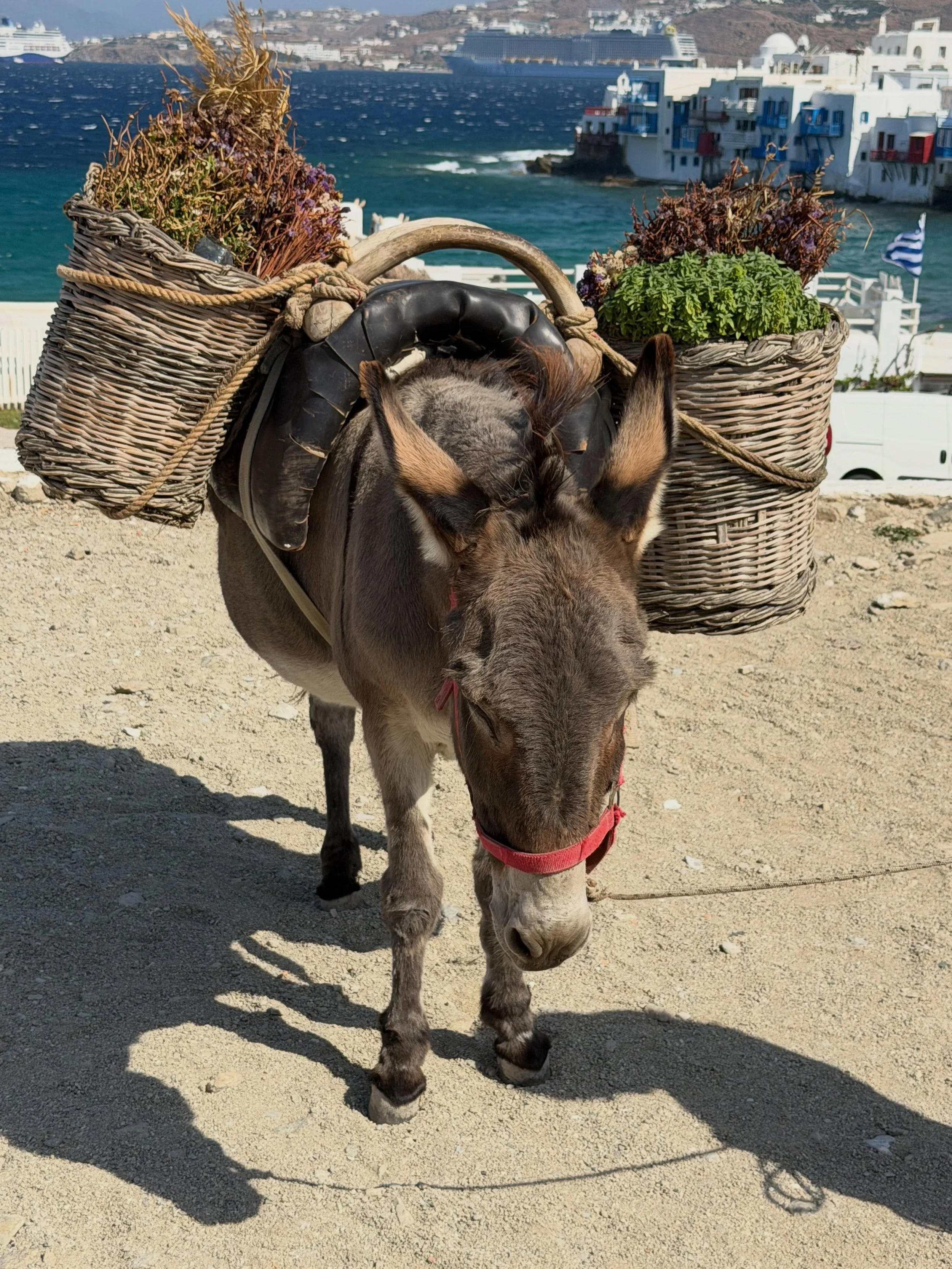 On the way to breakfast&hellip; got stuck in Mykonos traffic 🫏😂🇬🇷
Could think of worse delays though.

What&rsquo;s the most random thing you&rsquo;ve seen on holiday?

#Mykonos #MykonosGreece #GreeceTravel #GreekIslands #allworldjourneys