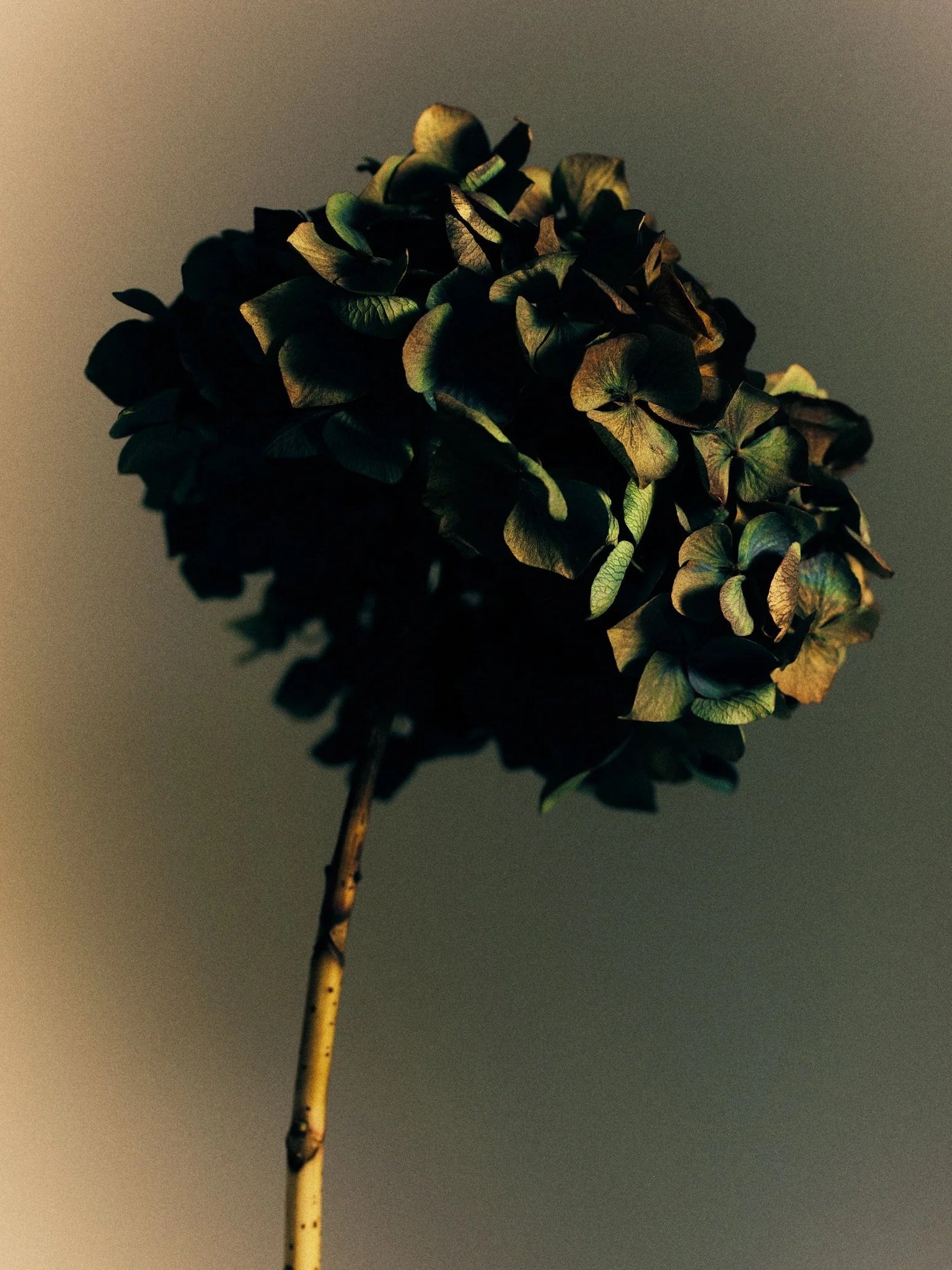 2510_FUJI_GFX_PERSO0659.jpg