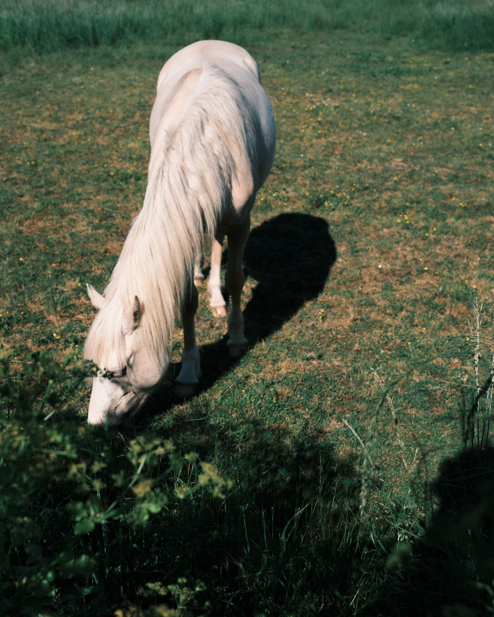2025_aurelie_joly_photography_art_direction_paris_horse_01.jpg